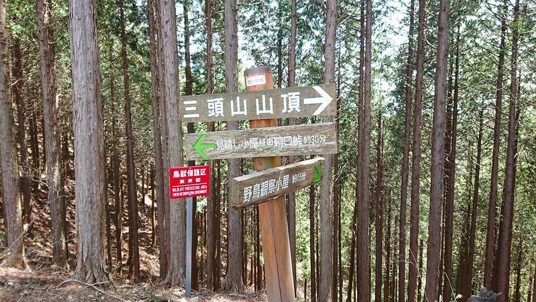 桜花さんのインスタグラム写真 - (桜花Instagram)「おはようございマウンテン🗻☀️ 本日もナイスな１日にいたしましょ✨  看板好きです🍀  目指す方向を、教えてくれる素敵な存在🍀 山でも街でも、ありがたすぎる存在🍀  日々、自分の看板も、ナイスな方へ、矢印指してい隊✨  今日はどちらへ、歩きましょうか＼(^^)／🌷 #看板  #好きなもの #好き #山歩き  #山登り  #山 #mountain  #mountains  #mountaingirl #mitosan  #haveaniceday #ナイスな１日を  #ナイス」5月22日 10時42分 - mountainohka