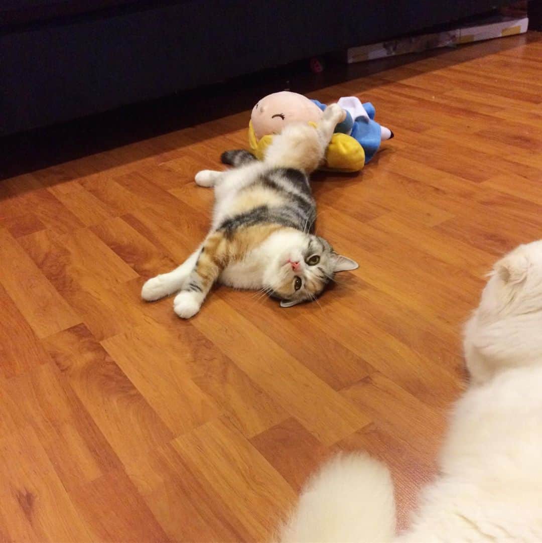 Haruのインスタグラム：「Sexy Nana on the floor 🔥🔥 #nanacalicocat #gentleharper #นอนยั่วยวน #นอนเรียกผู้」
