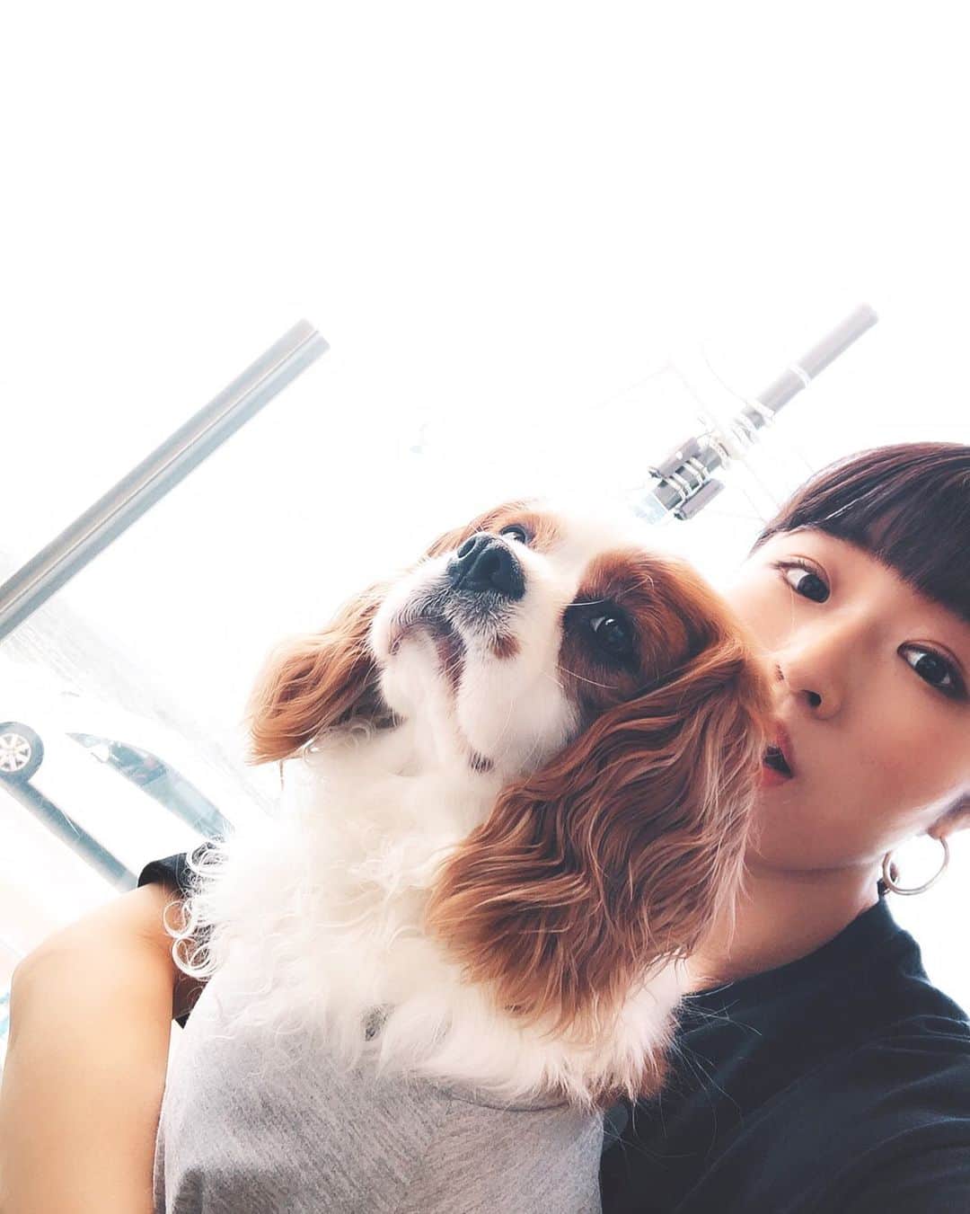 Chiharuのインスタグラム：「らぶ🐶かわいーんだ。 早いものでもう5歳だね😌💜 . #愛犬 #キャバリア #ペット #dogstagram #cavalier #lover」