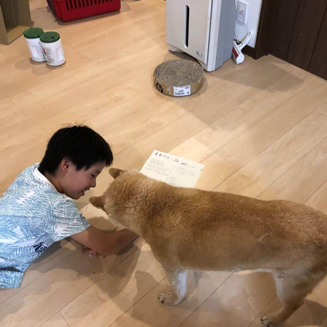 おーせさんのインスタグラム写真 - (おーせInstagram)「🐕どーれどれ、おー、、合ってる合ってる！！ 正解！！！ 👦えーあきらわかるのー？？？ 🐕おいらの方が長く生きているからなー。ちょろいもんだよ。  #犬のいる生活  #小3男児#答え合わせ#算数プリント#宿題中#柴犬#老犬」5月22日 20時38分 - oosedon