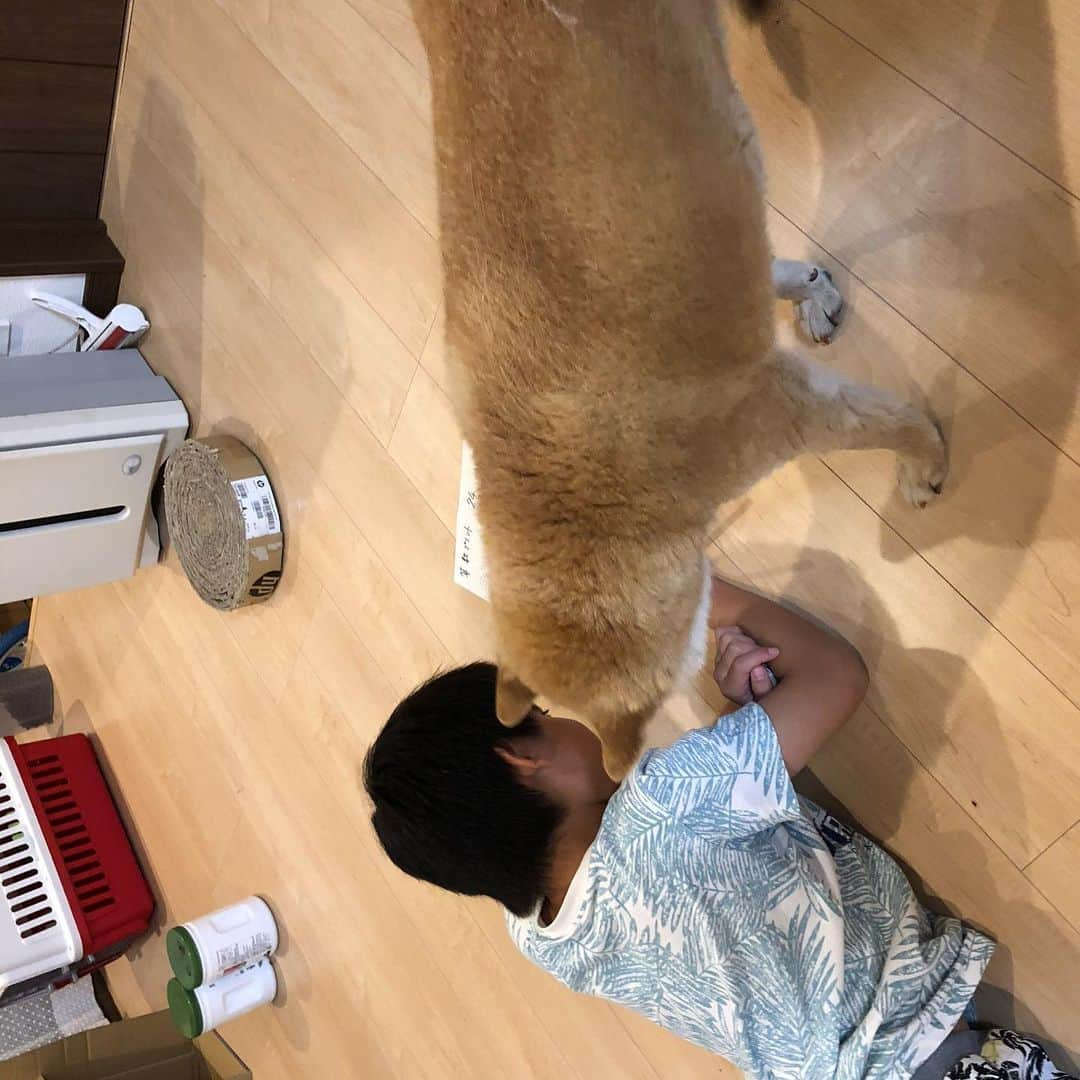 おーせさんのインスタグラム写真 - (おーせInstagram)「🐕どーれどれ、おー、、合ってる合ってる！！ 正解！！！ 👦えーあきらわかるのー？？？ 🐕おいらの方が長く生きているからなー。ちょろいもんだよ。  #犬のいる生活  #小3男児#答え合わせ#算数プリント#宿題中#柴犬#老犬」5月22日 20時38分 - oosedon