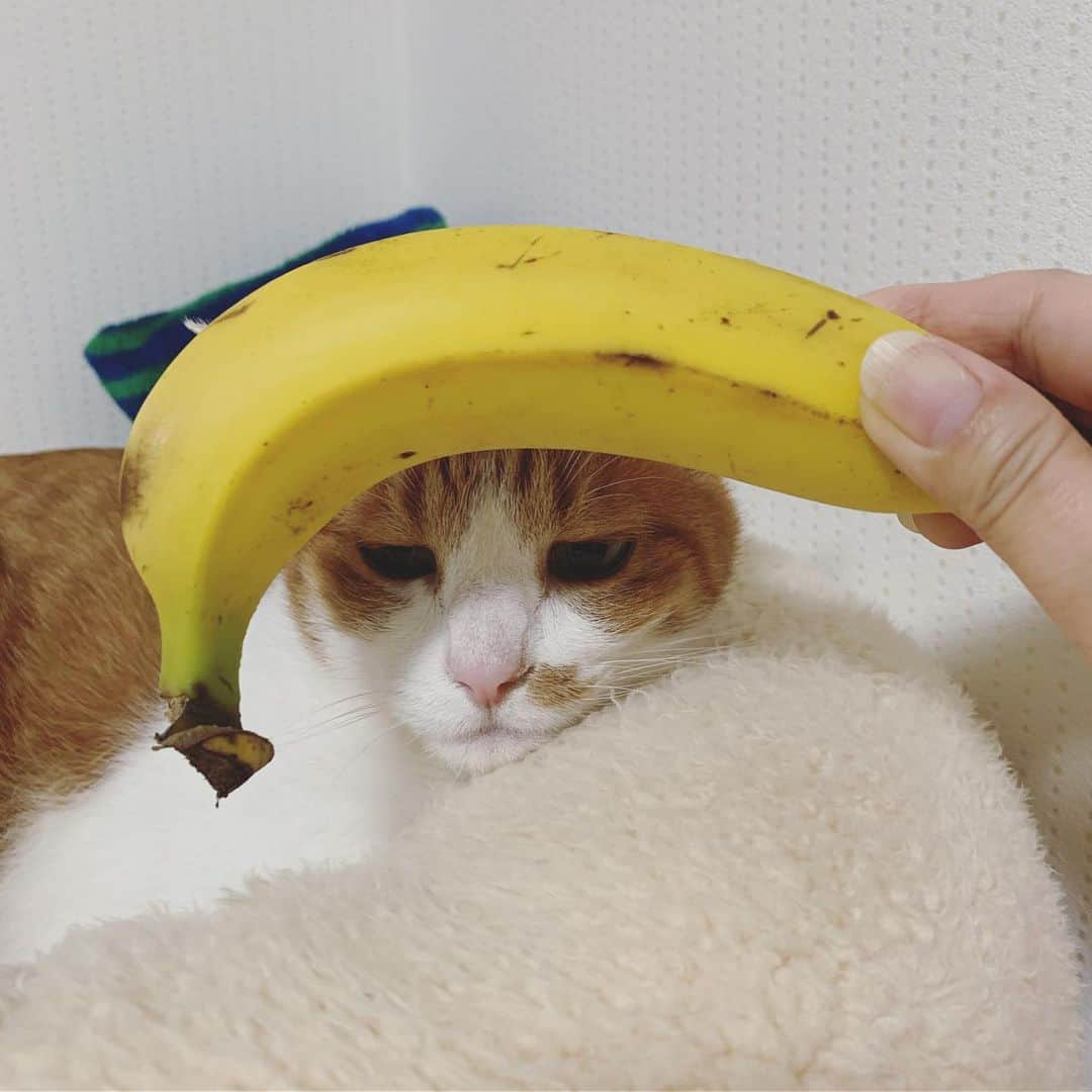 リプリー王子さんのインスタグラム写真 - (リプリー王子Instagram)「2019.05.22 #0522ripleyn バナナ🍌花形みつる。 バナナ🍌出したら変なお顔しかしてくれへん😂 でも枯れ木も山の賑わい的な感じで #おいしいをうれしいに にまだまだ参加します！ . **************************** . ユニフルーティージャパンでは現在フォトコンテストを開催中です！ . ユニフルーティー公式（ @unifrutti_jp ）をフォローして、ハッシュタグ「 #おいしいをうれしいに 」と一緒にバナナ🍌の写真を投稿すると、１投稿につき1食分の給食🍲♨️をフィリピンと東アフリカの✨👦子どもたち👧✨に、Table For Two様を通じて寄付します。（寄付上限:5万食） . さらに、フォトコンテスト受賞者にはステキ✨なプレゼント🎁もございます。ぜひご参加くださいませ🎶 … ●【締め切り】5月31日まで。 . ●【注意事項】店頭で陳列されている🍌バナナ🍌の写真は対象にはなりませんので御注意下さい💦. ●【投稿するバナナ】生鮮バナナ以外にもバナナ料理、バナナで作ったスイーツ、バナナを描いた絵でもOKです。. . 詳しくはコチラ📲✨ https://unifrutti-brands.jp/campaign/ * . #無敵の親バカ同盟 #シブにゃん隊over10  #チームラスカルにゃん#りぷちん #りぷちん2019 #りぷちんをダメにするベッド #かぶりものりぷちんの憂鬱  #ふわもこ部 #関西ねこ部 #cat  #茶しろ組 #gingercat #茶トラ男子部 #excellent_cats #instacat_meows #cat_features #catsofinstagram #weeklyfluff #IGersJP #catstagram #bestmeow  #ペコねこ部 #pecoマガジン表紙デビュー #sippo #朝ワンコ夕ニャンコ #ねこにすと9有楽町  #nyancon01 #rakutenpet」5月22日 20時30分 - ripleyn