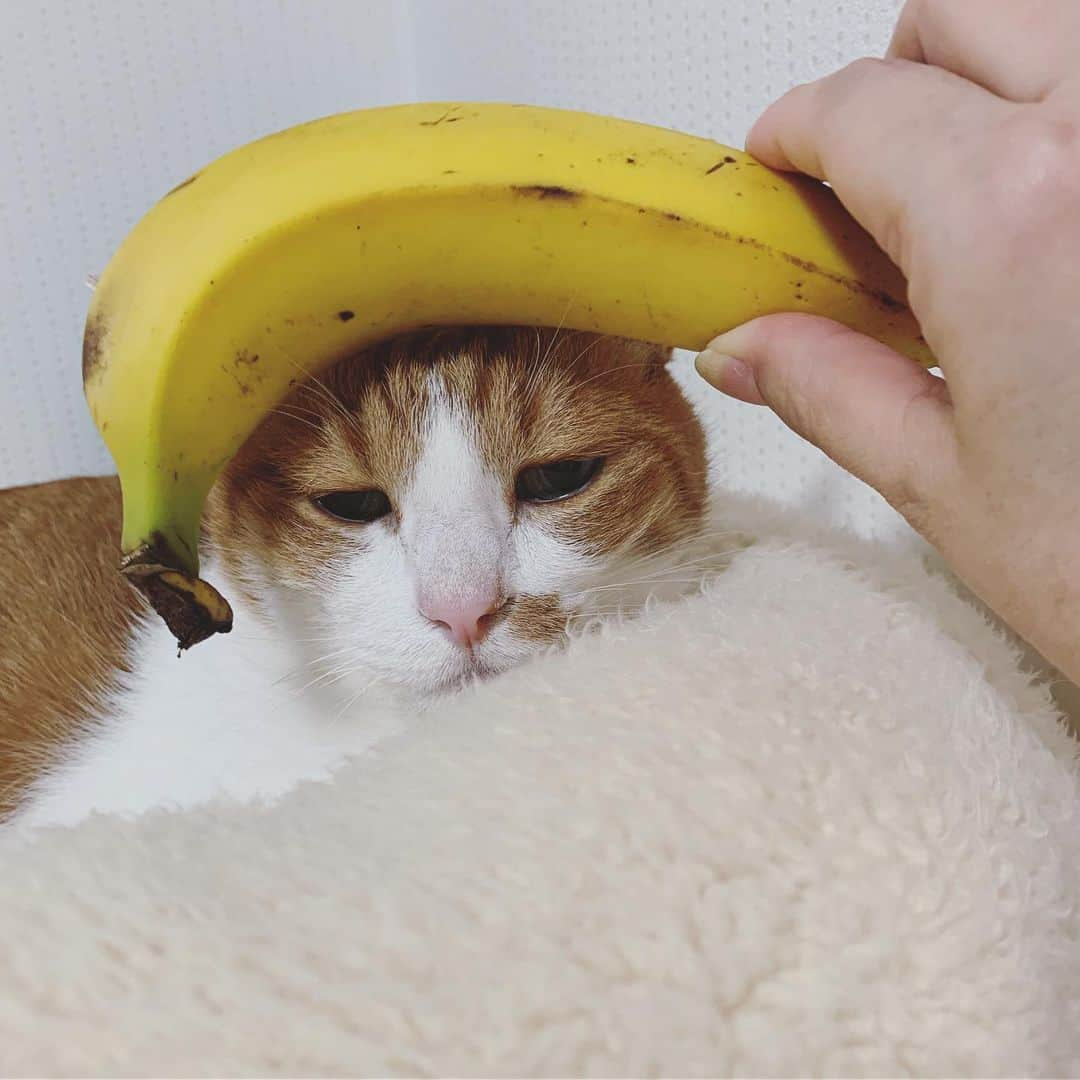 リプリー王子さんのインスタグラム写真 - (リプリー王子Instagram)「2019.05.22 #0522ripleyn バナナ🍌花形みつる。 バナナ🍌出したら変なお顔しかしてくれへん😂 でも枯れ木も山の賑わい的な感じで #おいしいをうれしいに にまだまだ参加します！ . **************************** . ユニフルーティージャパンでは現在フォトコンテストを開催中です！ . ユニフルーティー公式（ @unifrutti_jp ）をフォローして、ハッシュタグ「 #おいしいをうれしいに 」と一緒にバナナ🍌の写真を投稿すると、１投稿につき1食分の給食🍲♨️をフィリピンと東アフリカの✨👦子どもたち👧✨に、Table For Two様を通じて寄付します。（寄付上限:5万食） . さらに、フォトコンテスト受賞者にはステキ✨なプレゼント🎁もございます。ぜひご参加くださいませ🎶 … ●【締め切り】5月31日まで。 . ●【注意事項】店頭で陳列されている🍌バナナ🍌の写真は対象にはなりませんので御注意下さい💦. ●【投稿するバナナ】生鮮バナナ以外にもバナナ料理、バナナで作ったスイーツ、バナナを描いた絵でもOKです。. . 詳しくはコチラ📲✨ https://unifrutti-brands.jp/campaign/ * . #無敵の親バカ同盟 #シブにゃん隊over10  #チームラスカルにゃん#りぷちん #りぷちん2019 #りぷちんをダメにするベッド #かぶりものりぷちんの憂鬱  #ふわもこ部 #関西ねこ部 #cat  #茶しろ組 #gingercat #茶トラ男子部 #excellent_cats #instacat_meows #cat_features #catsofinstagram #weeklyfluff #IGersJP #catstagram #bestmeow  #ペコねこ部 #pecoマガジン表紙デビュー #sippo #朝ワンコ夕ニャンコ #ねこにすと9有楽町  #nyancon01 #rakutenpet」5月22日 20時30分 - ripleyn