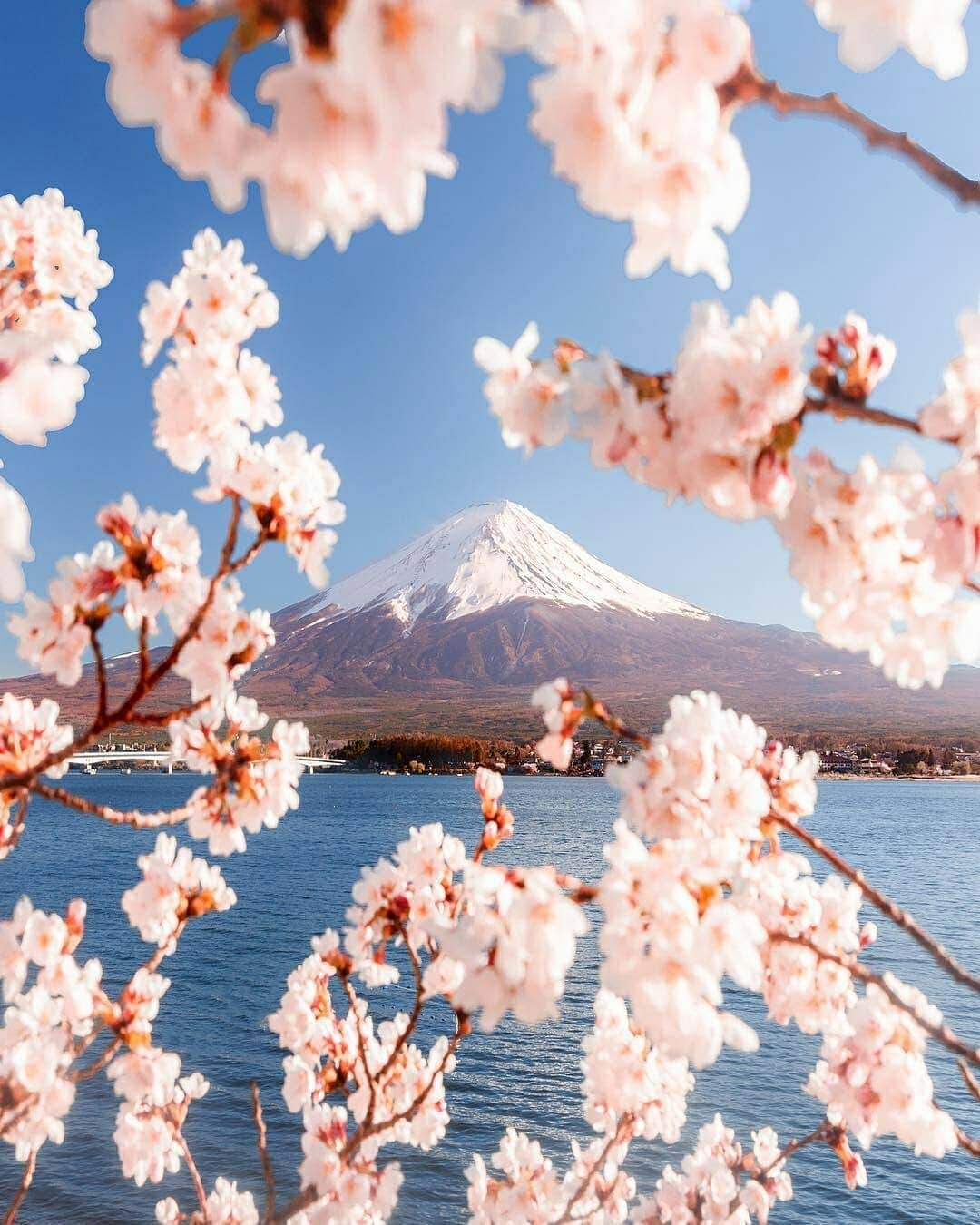 Discover Earthさんのインスタグラム写真 - (Discover EarthInstagram)「Japan is full of so many beautiful landscapes, especially during the cherry blossom season ! 🌸🇯🇵 Is discovering Japan on your bucket list ? Tag your travel buddies ! — 📍#DiscoverJapan — 📸 Photos by @loic.lagarde」5月22日 20時33分 - discoverearth