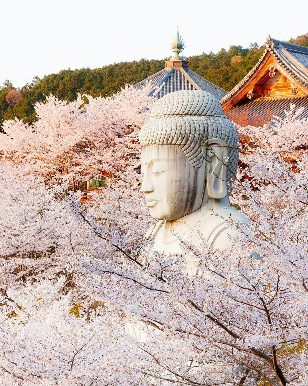 Discover Earthさんのインスタグラム写真 - (Discover EarthInstagram)「Japan is full of so many beautiful landscapes, especially during the cherry blossom season ! 🌸🇯🇵 Is discovering Japan on your bucket list ? Tag your travel buddies ! — 📍#DiscoverJapan — 📸 Photos by @loic.lagarde」5月22日 20時33分 - discoverearth