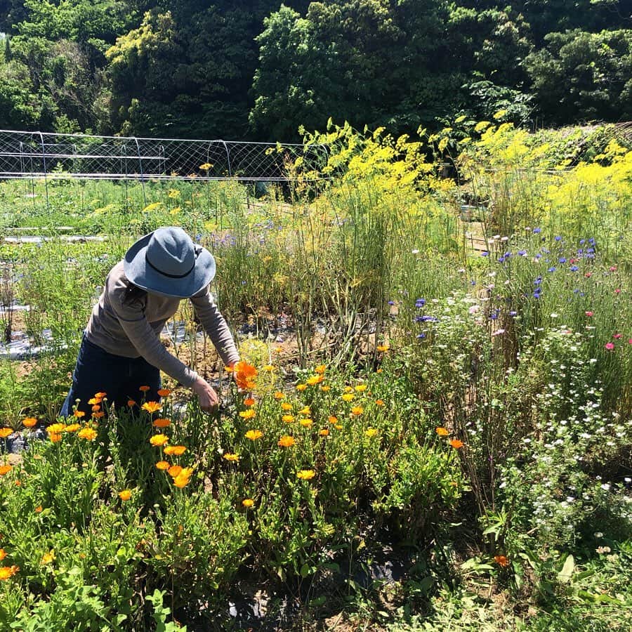 HERVA AKICOさんのインスタグラム写真 - (HERVA AKICOInstagram)「今朝は糸島の @le_jardin_potager さんの畑に お邪魔してきました♡  色んなハーブやエディブルフラワー、西洋野菜を無農薬で育てられています。 畑を案内してもらい、摘んだハーブでブーケを作らせてもらいました♡どれも香りがいいハーブたちで、静かで、のんびりずーっといられる場所。  グリーンパンツズッキーニやぷりぷりのそら豆、じゃがいもなど、 明日のランチ会用に色々頂いて来ました。ご予約頂いている方はお楽しみに♡フレッシュハーブとエディブルフラワーたっぷりなプレートになりそうです♪  繋げてくれてありがとう🐐✨ #lejardinpotager#糸島#無農薬野菜#ハーブ#エディブルフラワー#まさかのコッツウォルズつながり#ハーブベジごはん#ハーブレッスン#HERVA」5月22日 20時44分 - herva_akiko
