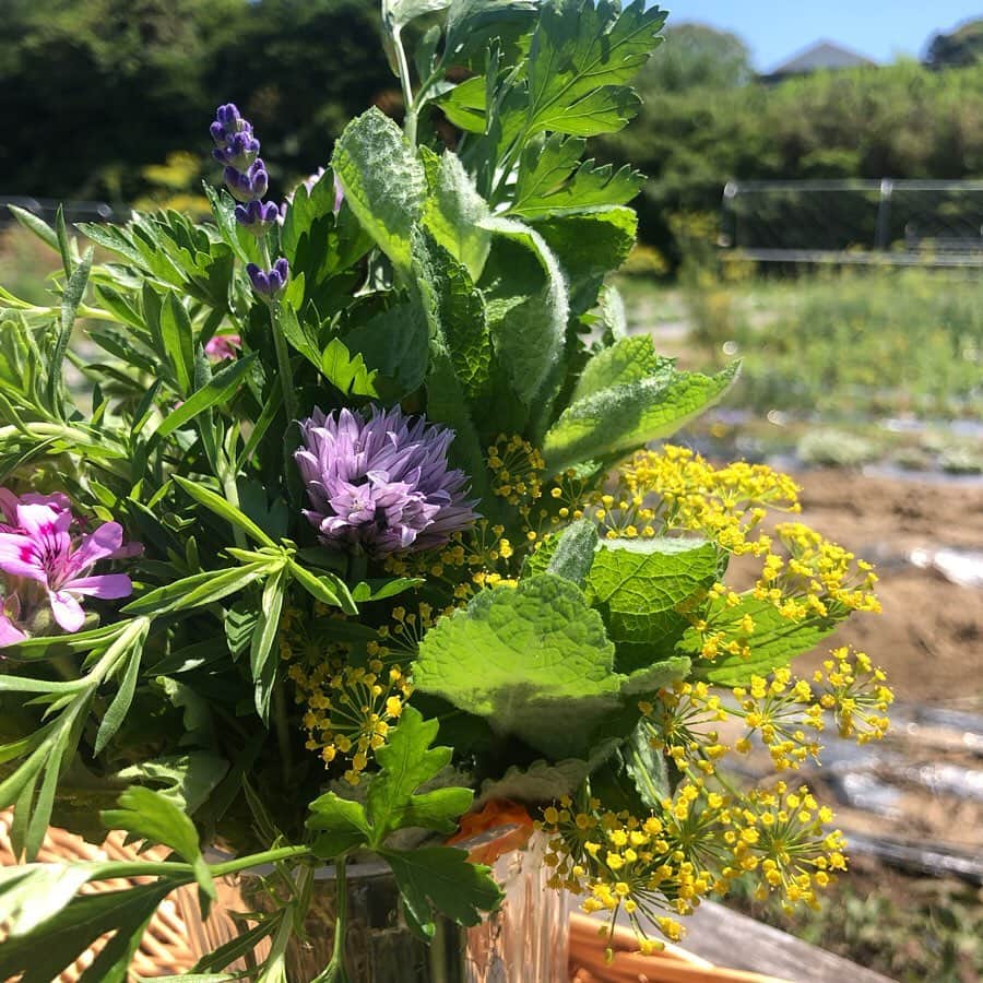 HERVA AKICOさんのインスタグラム写真 - (HERVA AKICOInstagram)「今朝は糸島の @le_jardin_potager さんの畑に お邪魔してきました♡  色んなハーブやエディブルフラワー、西洋野菜を無農薬で育てられています。 畑を案内してもらい、摘んだハーブでブーケを作らせてもらいました♡どれも香りがいいハーブたちで、静かで、のんびりずーっといられる場所。  グリーンパンツズッキーニやぷりぷりのそら豆、じゃがいもなど、 明日のランチ会用に色々頂いて来ました。ご予約頂いている方はお楽しみに♡フレッシュハーブとエディブルフラワーたっぷりなプレートになりそうです♪  繋げてくれてありがとう🐐✨ #lejardinpotager#糸島#無農薬野菜#ハーブ#エディブルフラワー#まさかのコッツウォルズつながり#ハーブベジごはん#ハーブレッスン#HERVA」5月22日 20時44分 - herva_akiko