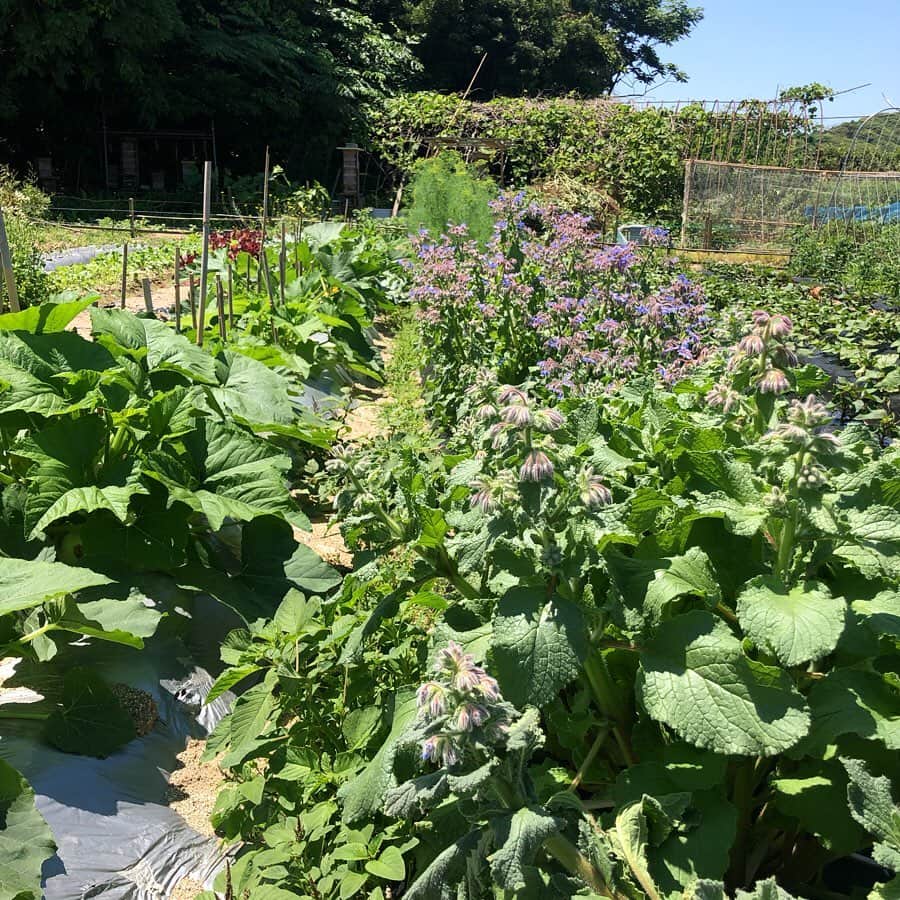 HERVA AKICOさんのインスタグラム写真 - (HERVA AKICOInstagram)「今朝は糸島の @le_jardin_potager さんの畑に お邪魔してきました♡  色んなハーブやエディブルフラワー、西洋野菜を無農薬で育てられています。 畑を案内してもらい、摘んだハーブでブーケを作らせてもらいました♡どれも香りがいいハーブたちで、静かで、のんびりずーっといられる場所。  グリーンパンツズッキーニやぷりぷりのそら豆、じゃがいもなど、 明日のランチ会用に色々頂いて来ました。ご予約頂いている方はお楽しみに♡フレッシュハーブとエディブルフラワーたっぷりなプレートになりそうです♪  繋げてくれてありがとう🐐✨ #lejardinpotager#糸島#無農薬野菜#ハーブ#エディブルフラワー#まさかのコッツウォルズつながり#ハーブベジごはん#ハーブレッスン#HERVA」5月22日 20時44分 - herva_akiko