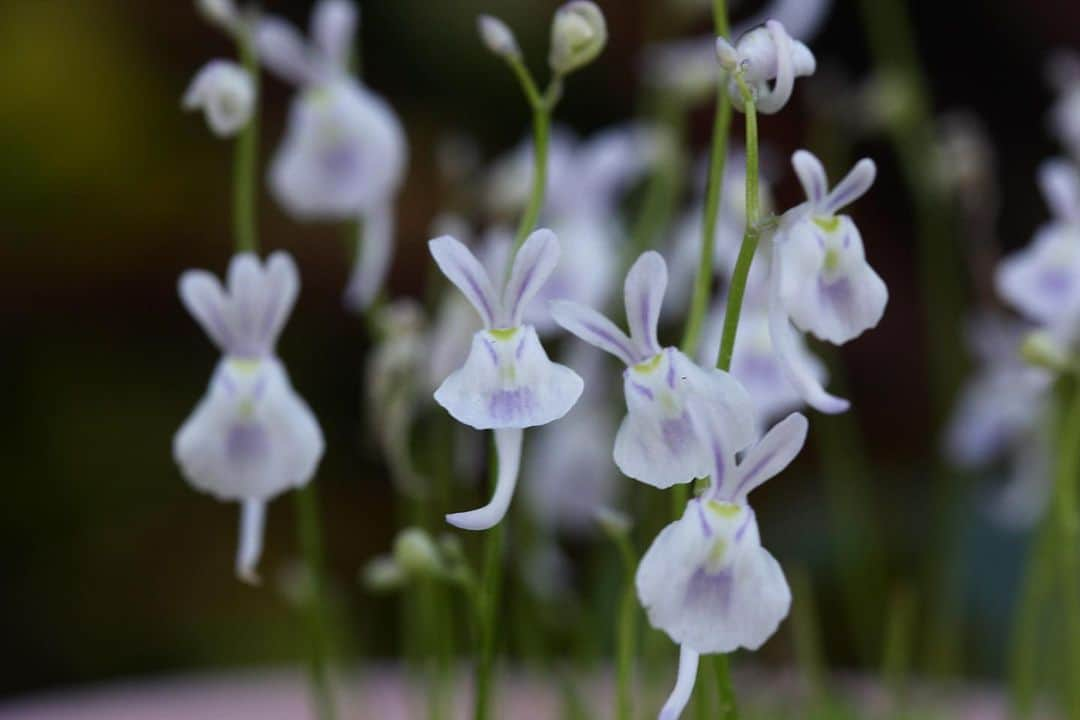 みどりで、つながる GreenSnapさんのインスタグラム写真 - (みどりで、つながる GreenSnapInstagram)「植物とお花のアプリ 🍀GreenSnapにご投稿いただいた写真から。 . こちらは「pabka」さんの作品です。 . 沢山の植物写真やコンテストは📱無料アプリでご覧頂けます。 プロフィール欄からダウンロードしてね😉✨ . #植物のある暮らし #植物好きと繋がりたい #GreenSnap #フォトコンテスト #ガーデニング #gardening #flowerstagram #botanical #多肉植物 #succulent #succulents #succulove #花のある暮らし #ヒュッゲ #ヒュッゲな暮らし #食虫植物 #うさぎごけ #ウサギゴケ」5月22日 20時52分 - greensnap.jp