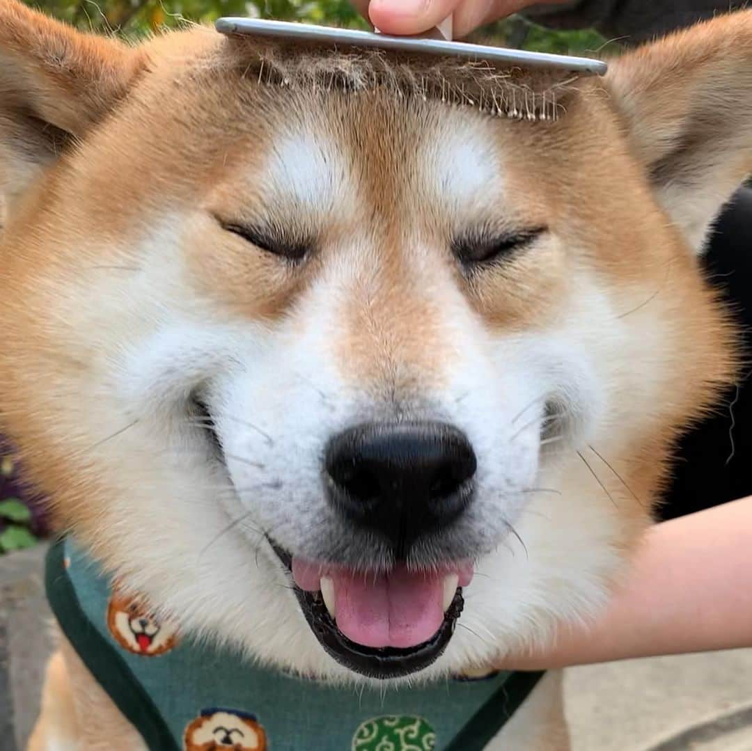 shibainu berryさんのインスタグラム写真 - (shibainu berryInstagram)「🐻The brushing of the forehead is comfortable！ 🤣🤣 おでこのブラッシング大好きなおやじ この顔🤣🤣 おでこはギュイーーンと引っ張るのが気持ちよくて好き、体はソフトに、がおやじの好み🐻✨ #❤️迷子犬の掲示板応援団 @maigo_dog  #❤️迷子犬の掲示板四国応援 @maigo_dog_shikoku #めざせ迷子犬ゼロ👌 #柴犬 #べりやん #べりむく #多頭飼い #berry #shiba #shibainu  #shibainumania #shibastagram #instashiba #ぷにっと部 #口角キュキュッと部  #チーム俺様 →部員絶賛募集中 #shiba_snap #proudshibas #west_dog_japan #サンデイ #instagramjapan #ふわもこ部 #pecoいぬ部 #pecotv #buzzfeedanimals #dogsofinstagram #dogsofinstaworld #dogs_of_instagram #9gag」5月22日 21時36分 - shibainu.berry