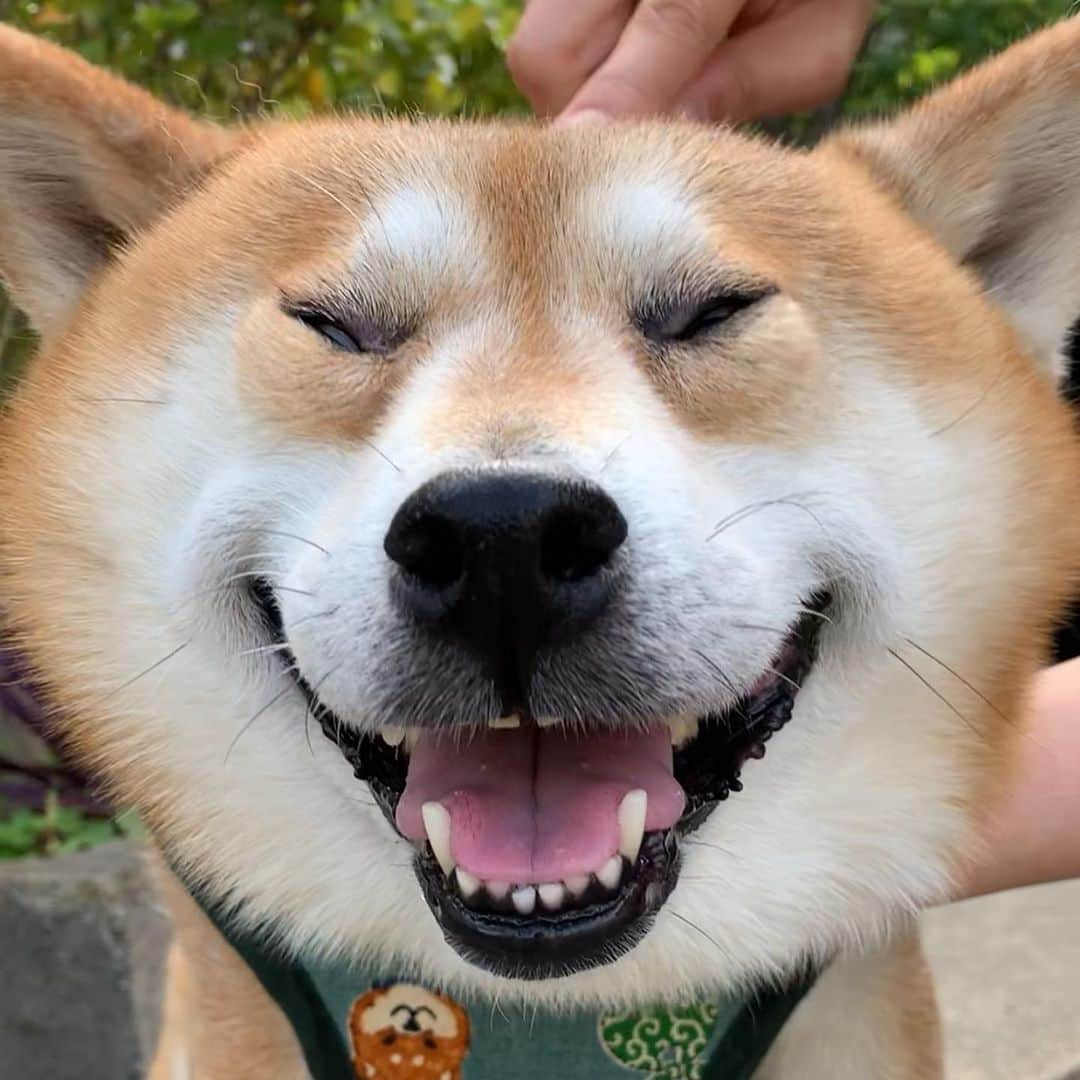 shibainu berryさんのインスタグラム写真 - (shibainu berryInstagram)「🐻The brushing of the forehead is comfortable！ 🤣🤣 おでこのブラッシング大好きなおやじ この顔🤣🤣 おでこはギュイーーンと引っ張るのが気持ちよくて好き、体はソフトに、がおやじの好み🐻✨ #❤️迷子犬の掲示板応援団 @maigo_dog  #❤️迷子犬の掲示板四国応援 @maigo_dog_shikoku #めざせ迷子犬ゼロ👌 #柴犬 #べりやん #べりむく #多頭飼い #berry #shiba #shibainu  #shibainumania #shibastagram #instashiba #ぷにっと部 #口角キュキュッと部  #チーム俺様 →部員絶賛募集中 #shiba_snap #proudshibas #west_dog_japan #サンデイ #instagramjapan #ふわもこ部 #pecoいぬ部 #pecotv #buzzfeedanimals #dogsofinstagram #dogsofinstaworld #dogs_of_instagram #9gag」5月22日 21時36分 - shibainu.berry