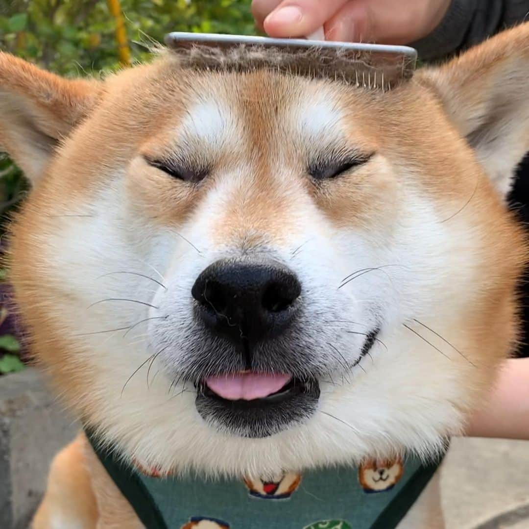 shibainu berryさんのインスタグラム写真 - (shibainu berryInstagram)「🐻The brushing of the forehead is comfortable！ 🤣🤣 おでこのブラッシング大好きなおやじ この顔🤣🤣 おでこはギュイーーンと引っ張るのが気持ちよくて好き、体はソフトに、がおやじの好み🐻✨ #❤️迷子犬の掲示板応援団 @maigo_dog  #❤️迷子犬の掲示板四国応援 @maigo_dog_shikoku #めざせ迷子犬ゼロ👌 #柴犬 #べりやん #べりむく #多頭飼い #berry #shiba #shibainu  #shibainumania #shibastagram #instashiba #ぷにっと部 #口角キュキュッと部  #チーム俺様 →部員絶賛募集中 #shiba_snap #proudshibas #west_dog_japan #サンデイ #instagramjapan #ふわもこ部 #pecoいぬ部 #pecotv #buzzfeedanimals #dogsofinstagram #dogsofinstaworld #dogs_of_instagram #9gag」5月22日 21時36分 - shibainu.berry