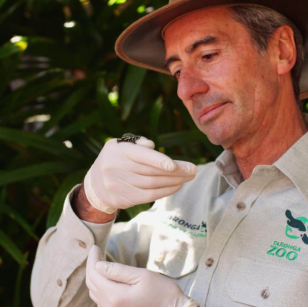 タロンガ動物園さんのインスタグラム写真 - (タロンガ動物園Instagram)「International Day for Biological Diversity – Our Biodiversity, Our Food, Our Health. A message from Taronga Conservation Society CEO, Cameron Kerr. ⠀ ⠀ Today is the International Day for Biological Diversity, and a time to celebrate and reflect on the importance of the single thread that underpins the existence and richness of life on Earth – including human life. This year’s focus is on biological diversity as the foundation for our food and health, and as a key catalyst for transforming food systems and improving human well-being. This reflection comes at a critical time. Earlier this month 150 international experts from 50 countries completed a Global Assessment of Biodiversity,. This assessment makes a compelling case that nature is in trouble, and therefore we are in trouble. The loss of an individual species can alter the performance of an entire ecosystem and the services it provides to our natural resources and agriculture. With around 1 million known plant and animal species threatened with extinction, our consumption choices are now inextricably linked to the future well-being of humanity. ⠀ ⠀ What is Taronga’s role?⠀ Taronga takes a 360 degree approach to conservation – focussing on wildlife, habitats and communities. Our commitment is to prevent the extinction and reverse the decline of a wide range of plants and animals – the herbivores and carnivores, the pollinators and decomposers, the ecosystem engineers and the lungs of life – to secure a shared future for wildlife and people. We do this through our work in the field retaining intact ecosystems and restoring habitat and wildlife, through our breed for release and wildlife rehabilitation programs, as a sentinel for wildlife health and by inspiring people to make choices that will positively influence nature. ⠀ ⠀ What can you do? ⠀ The future of our food and water depends on biodiversity. The choices we make will determine how ‘biodiverse’ our planet is. Eating and purchasing seasonal foods, reducing meat consumption, buying locally and reducing waste can all reduce the impact that our consumption places on nature. ⠀ ⠀ #IBD2019 #BiodiversityDay #BiodiversityIsFood #BiodiversityIsHealth #Ta」5月22日 12時43分 - tarongazoo