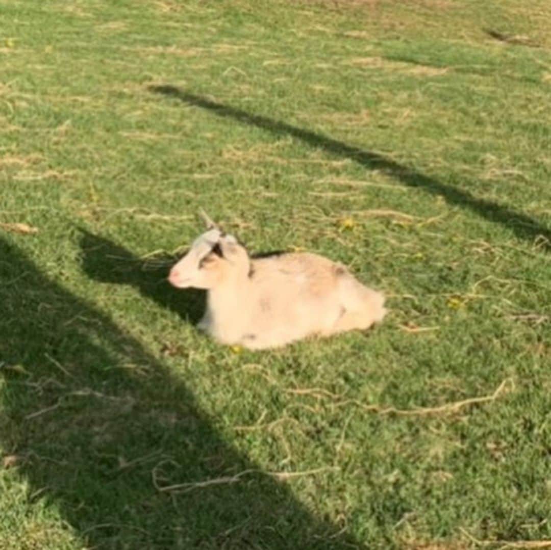 宮崎葉さんのインスタグラム写真 - (宮崎葉Instagram)「ㅤ 星野リゾートトマムは 大自然の中で、マイナスイオンたっぷりで ヤギとか馬とか牛とかひつじが のんびり草を食べまくって、💩もりもりしてた。 黙々とみんな草とかワラ食べてた。 そりゃあんな太陽いっぱい浴びまくってる草たちはおいしいでしょうよ。 ㅤ the 北海道！ていう気持ちになれる星野リゾートの牧場でした🌳🌳 . #フェンスの中にも草あるのに敢えてフェンスの外の草を食べるヤギちゃん #茶色い子ヤギちゃん #ここアルプスなんかなって思わせる１枚 #モップ #絵葉書にしてもいいんちゃうってくらいの写真のクオリティ #足の短さかわいいポニーちゃん #一人で光合成してる子ヤギちゃん #星野リゾート  #星野リゾートトマム #トマム #🌿 #💩」5月22日 12時56分 - you_miyazaki
