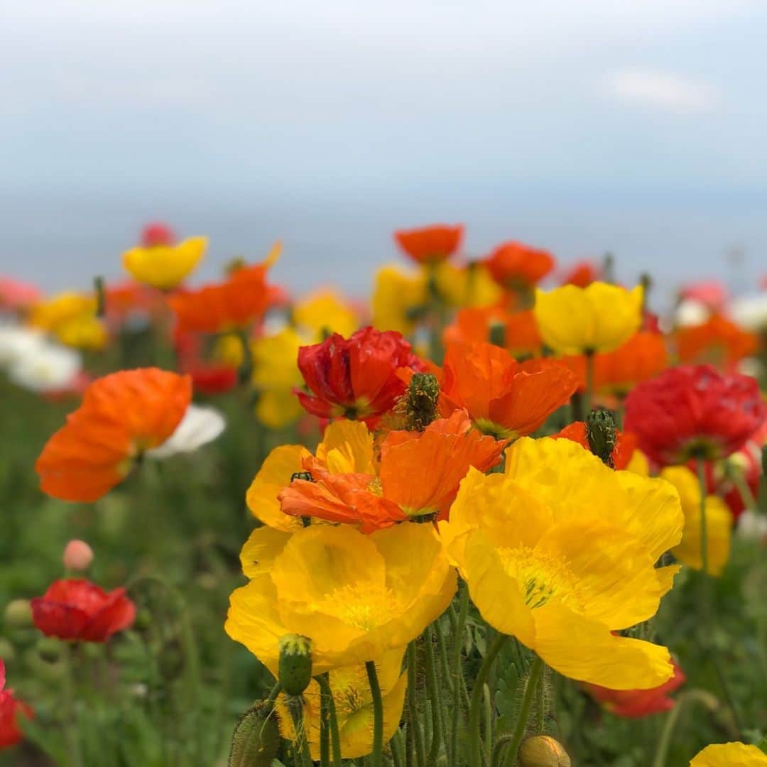 中村秀香さんのインスタグラム写真 - (中村秀香Instagram)「お休みの日に #アイスランドポピー のお花畑に行ってきました🌸  天気も良くて気持ちよかったです。  こっそり写真にうつってみました☺️！！ .  #休日 #お花畑 #どこにいるでしょうか ？」5月22日 13時24分 - hideka_ytv