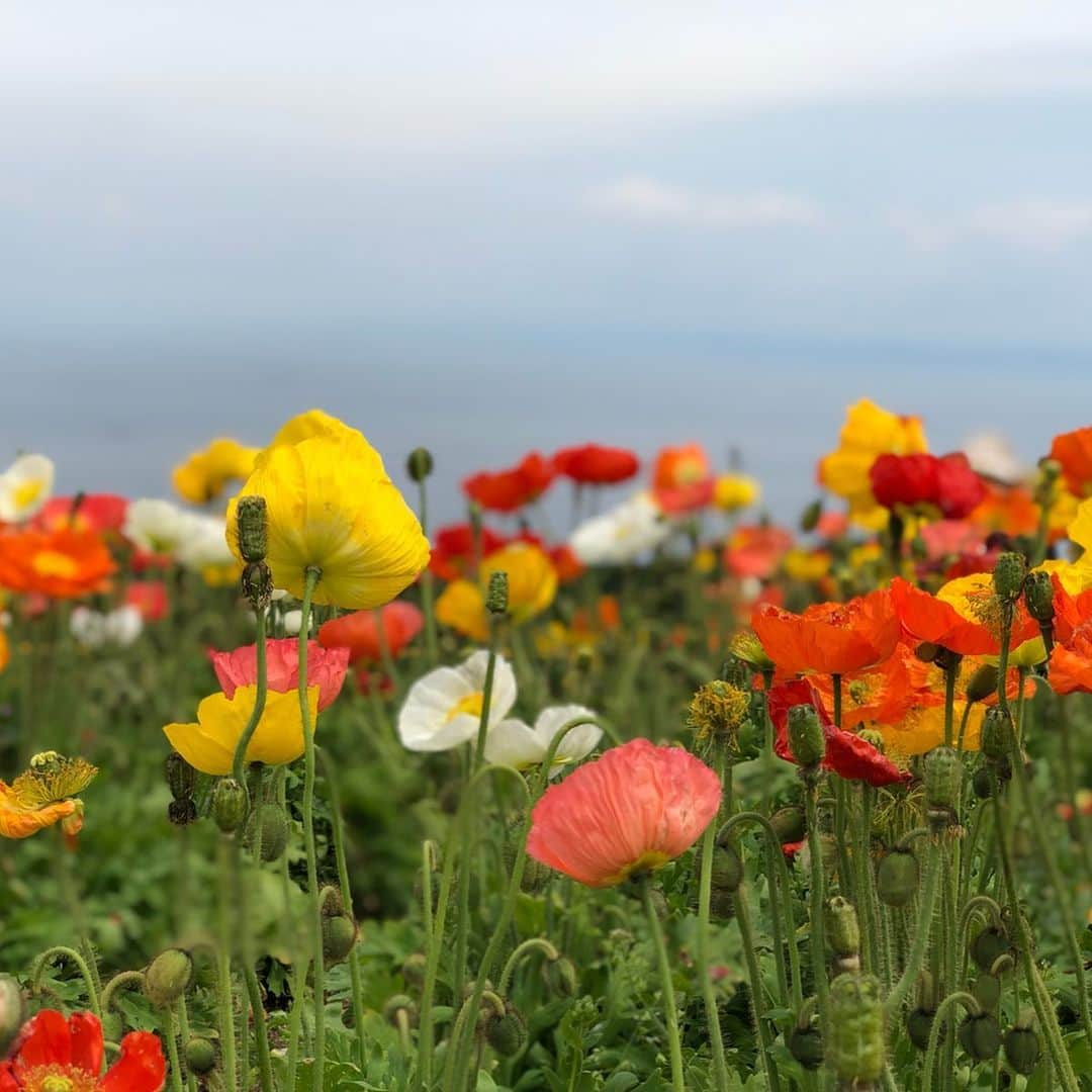 中村秀香さんのインスタグラム写真 - (中村秀香Instagram)「お休みの日に #アイスランドポピー のお花畑に行ってきました🌸  天気も良くて気持ちよかったです。  こっそり写真にうつってみました☺️！！ .  #休日 #お花畑 #どこにいるでしょうか ？」5月22日 13時24分 - hideka_ytv