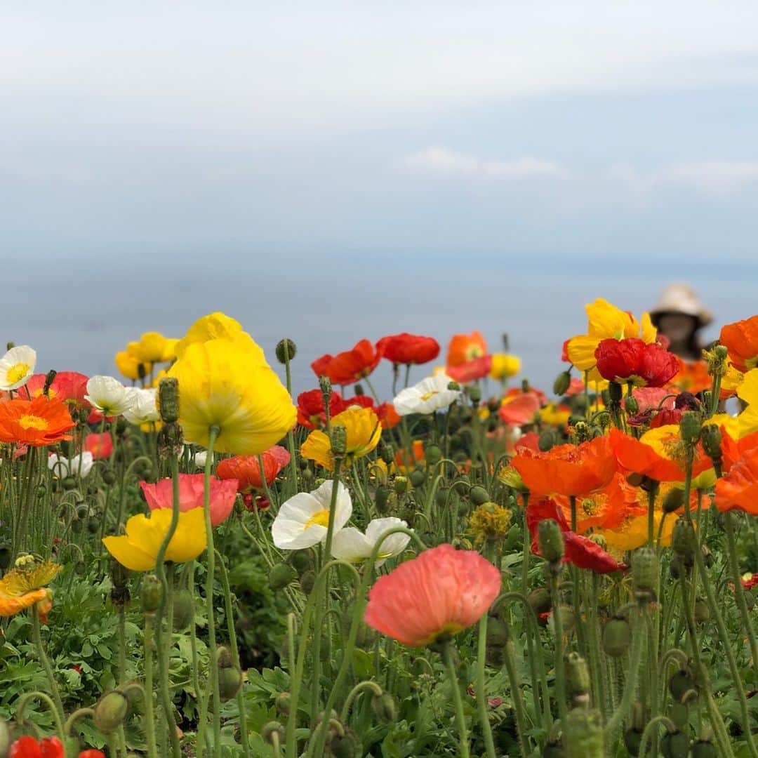 中村秀香さんのインスタグラム写真 - (中村秀香Instagram)「お休みの日に #アイスランドポピー のお花畑に行ってきました🌸  天気も良くて気持ちよかったです。  こっそり写真にうつってみました☺️！！ .  #休日 #お花畑 #どこにいるでしょうか ？」5月22日 13時24分 - hideka_ytv