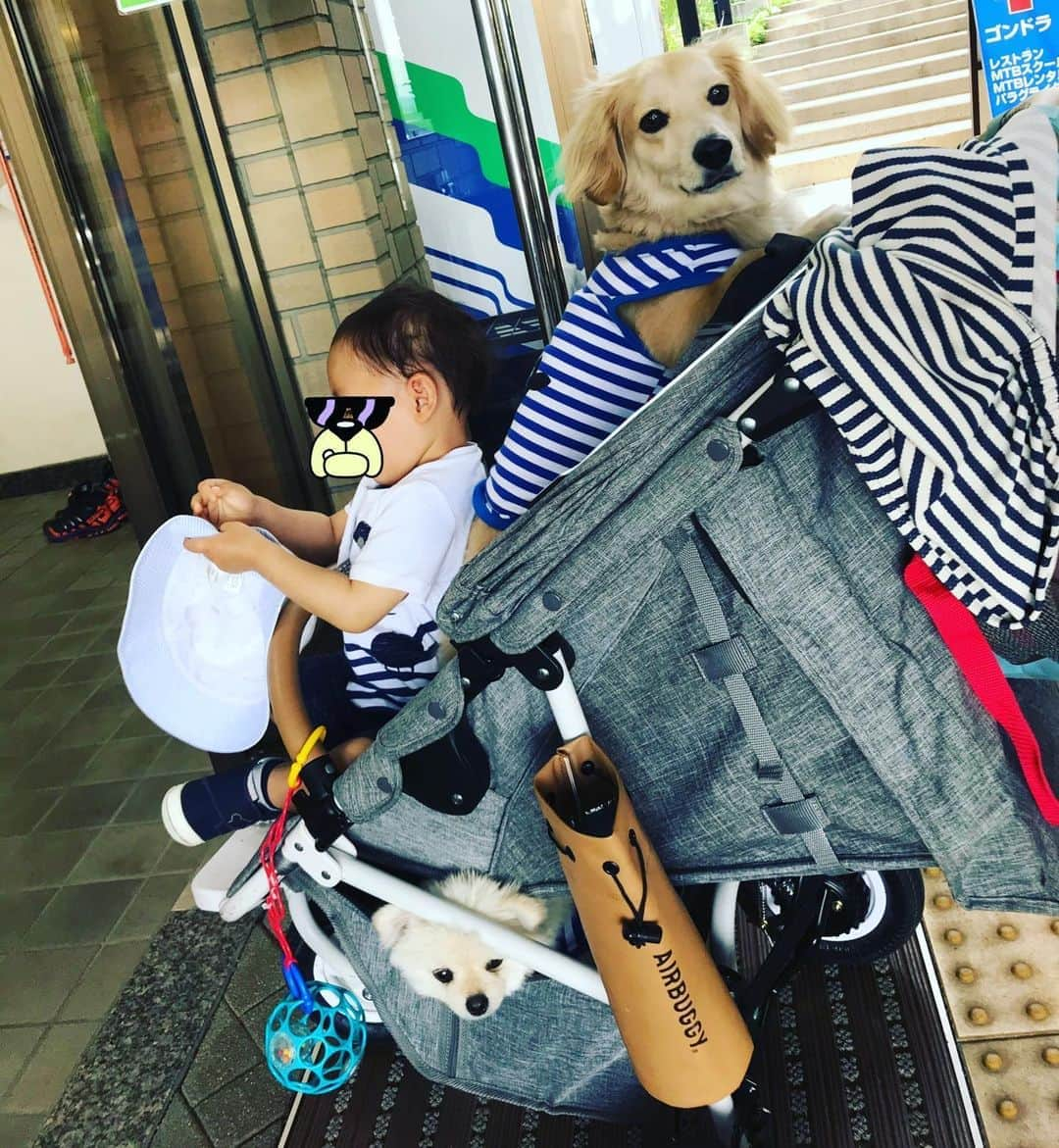 葵ゆりかさんのインスタグラム写真 - (葵ゆりかInstagram)「困った時の3人乗せ。笑 犬のバギー持ってなくてアスファルト熱かった時など☀️ #やればできる #応急処置 #夏バテ防止 #急遽 #3人乗り #エアバギー #airbuggy #airbuggycocobrake #ベビーカー #3兄弟 #赤ちゃんと犬 #👶🐶 #🐶👶 #baby #instadog #dogstagram #わんことお出かけ #赤ちゃんのいる生活 #犬バカ部 #愛犬 #わんこ」5月22日 13時32分 - yuriyuricchi