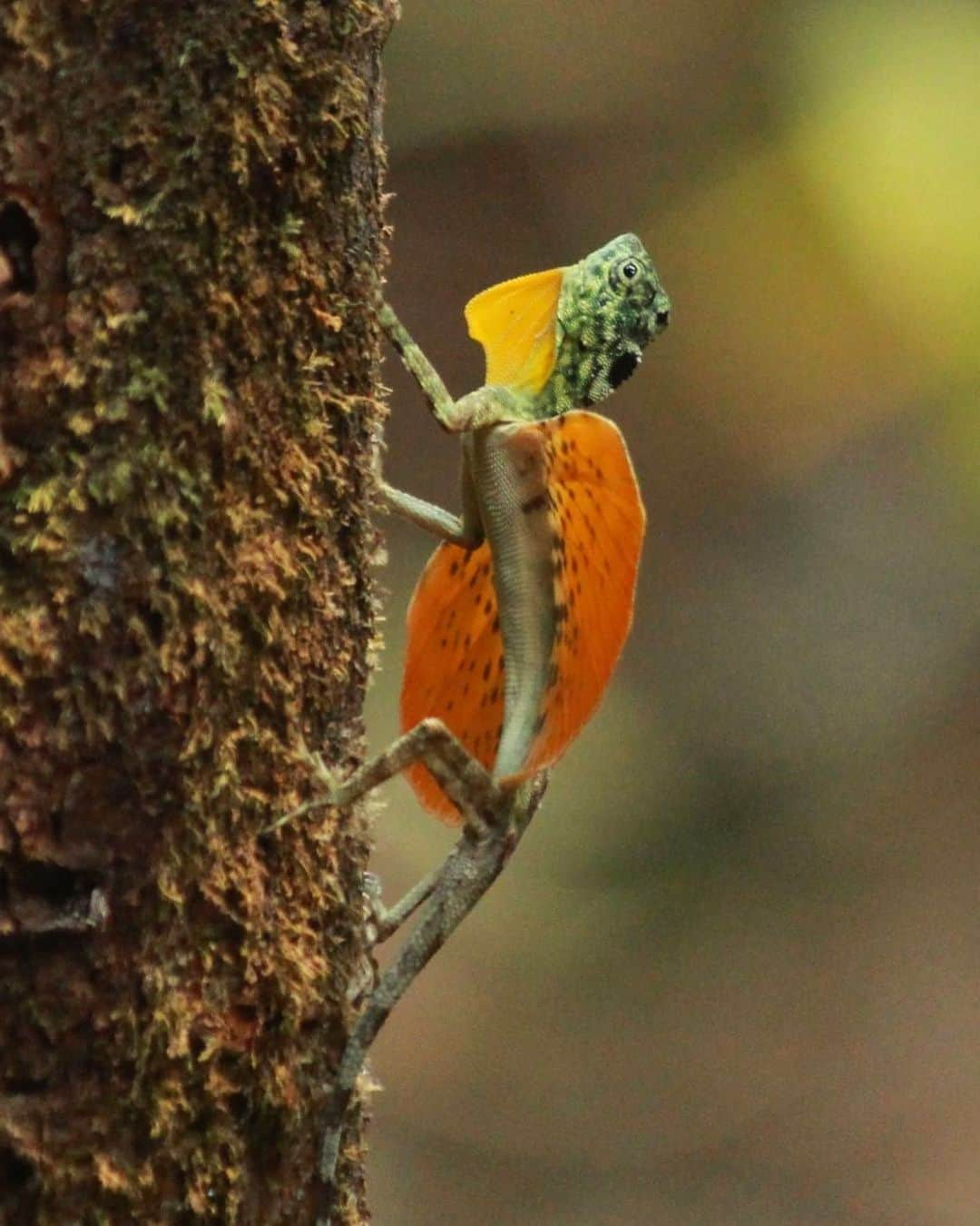 アメリカ自然史博物館さんのインスタグラム写真 - (アメリカ自然史博物館Instagram)「Did you know there are lizards that fly? Well…glide, actually, but they’re able to cover as much as 100 feet (30 meters) on air currents to move from tree to tree thanks to wing-like membranes! Meet the flying lizards of the genus Draco, also known as flying dragons. There are around 45 species within the genus that inhabit the tropical forests of southeast Asia. They also have flaps of skin beneath their necks that aid in “flight,” and they use their tails to help steer. Beyond gliding, male lizards also flash their membranes for courtship rituals or to claim territory. Photo: Nicovanmalir; Sulawesi Lined Gliding Lizard (Draco spilonotus) pictured」5月22日 13時42分 - amnh