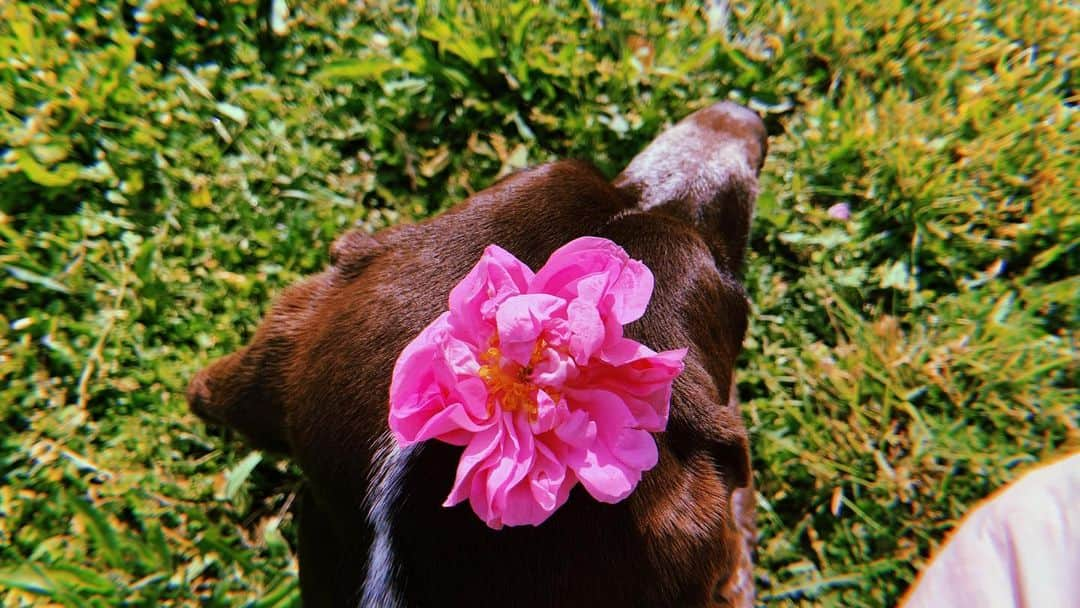 織田梨沙さんのインスタグラム写真 - (織田梨沙Instagram)「Grasse, France 🇫🇷」5月22日 14時52分 - oda_lisa