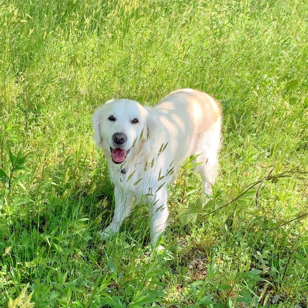 P太郎ママさんのインスタグラム写真 - (P太郎ママInstagram)「今日は、カラッと気持ちいいねー。 #goldenretriever  #ゴールデンレトリバー  洗ったばっかなのに… 何でそんな草ボーボーんとこ入るかなぁ？」5月22日 15時59分 - ptarodada