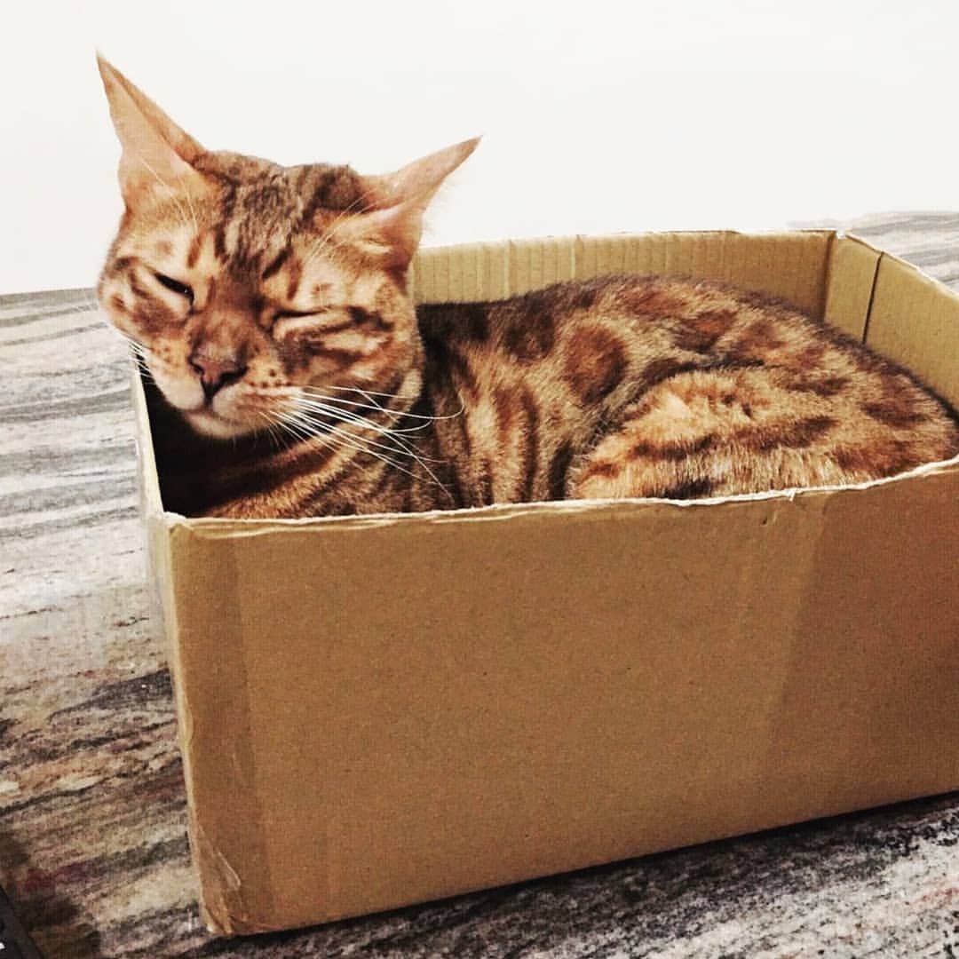 CatStockerさんのインスタグラム写真 - (CatStockerInstagram)「Hello! #catstocker is here!  Follow our FURRriend @bengalcaca  Scroll right for more pictures 👉 . . . . .  #cat #neko #mačka #chat #kočka #котка #kotek #kot #кіт #mače #кошка #кот #katze #gato #gatto #kissa #kattunge #猫 #고양이 #貓 #kedi #köttur #kissanpentu #חתול #кішка #kedicik #кошеня #gattino #子猫」5月22日 16時12分 - catstocker