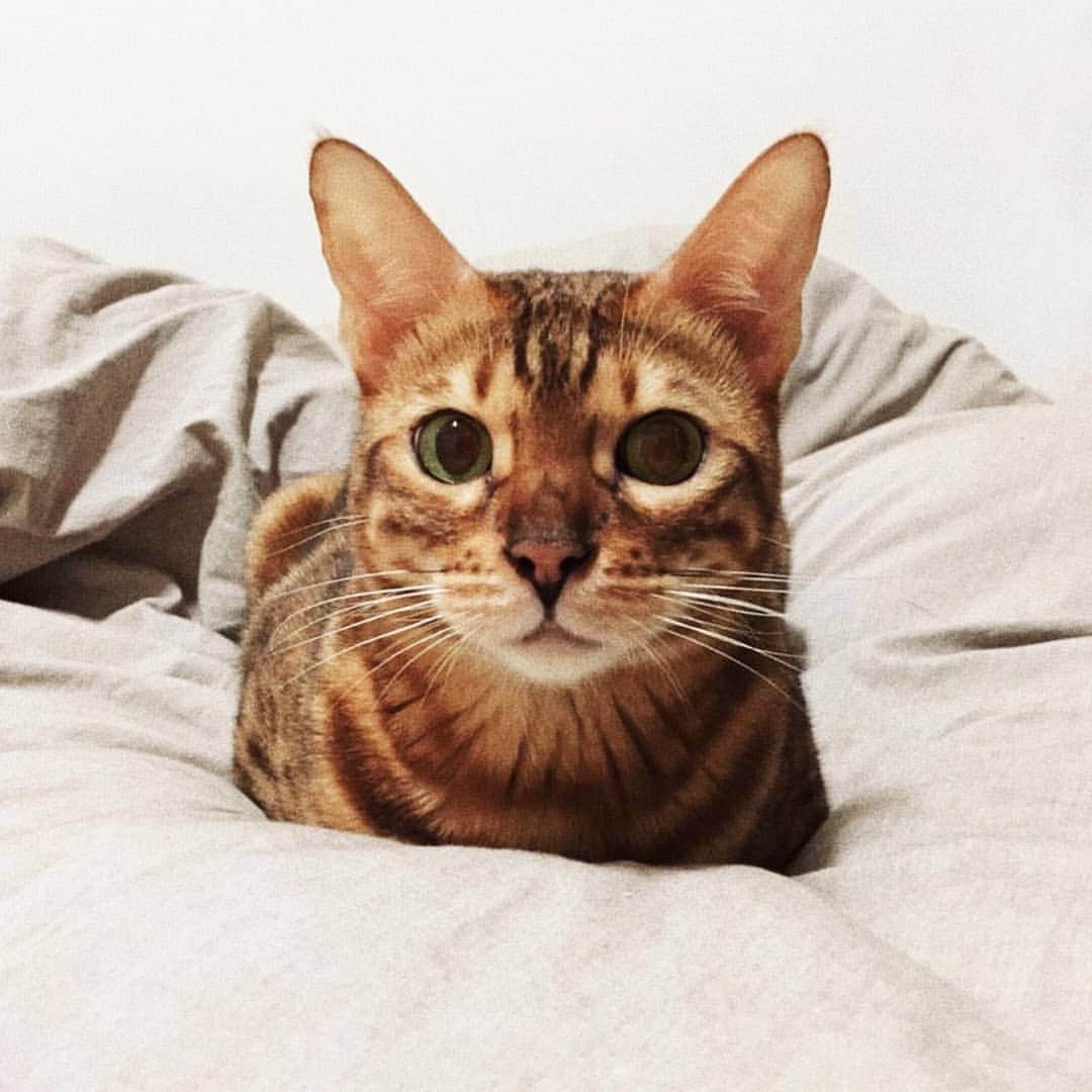 CatStockerさんのインスタグラム写真 - (CatStockerInstagram)「Hello! #catstocker is here!  Follow our FURRriend @bengalcaca  Scroll right for more pictures 👉 . . . . .  #cat #neko #mačka #chat #kočka #котка #kotek #kot #кіт #mače #кошка #кот #katze #gato #gatto #kissa #kattunge #猫 #고양이 #貓 #kedi #köttur #kissanpentu #חתול #кішка #kedicik #кошеня #gattino #子猫」5月22日 16時12分 - catstocker
