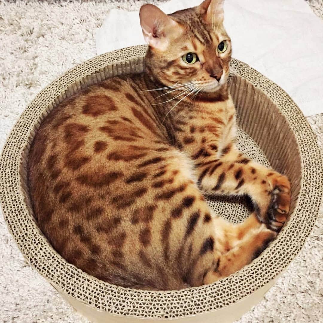 CatStockerさんのインスタグラム写真 - (CatStockerInstagram)「Hello! #catstocker is here!  Follow our FURRriend @bengalcaca  Scroll right for more pictures 👉 . . . . .  #cat #neko #mačka #chat #kočka #котка #kotek #kot #кіт #mače #кошка #кот #katze #gato #gatto #kissa #kattunge #猫 #고양이 #貓 #kedi #köttur #kissanpentu #חתול #кішка #kedicik #кошеня #gattino #子猫」5月22日 16時12分 - catstocker