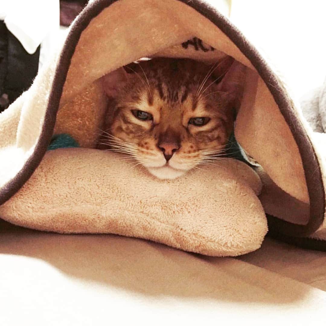 CatStockerさんのインスタグラム写真 - (CatStockerInstagram)「Hello! #catstocker is here!  Follow our FURRriend @bengalcaca  Scroll right for more pictures 👉 . . . . .  #cat #neko #mačka #chat #kočka #котка #kotek #kot #кіт #mače #кошка #кот #katze #gato #gatto #kissa #kattunge #猫 #고양이 #貓 #kedi #köttur #kissanpentu #חתול #кішка #kedicik #кошеня #gattino #子猫」5月22日 16時12分 - catstocker