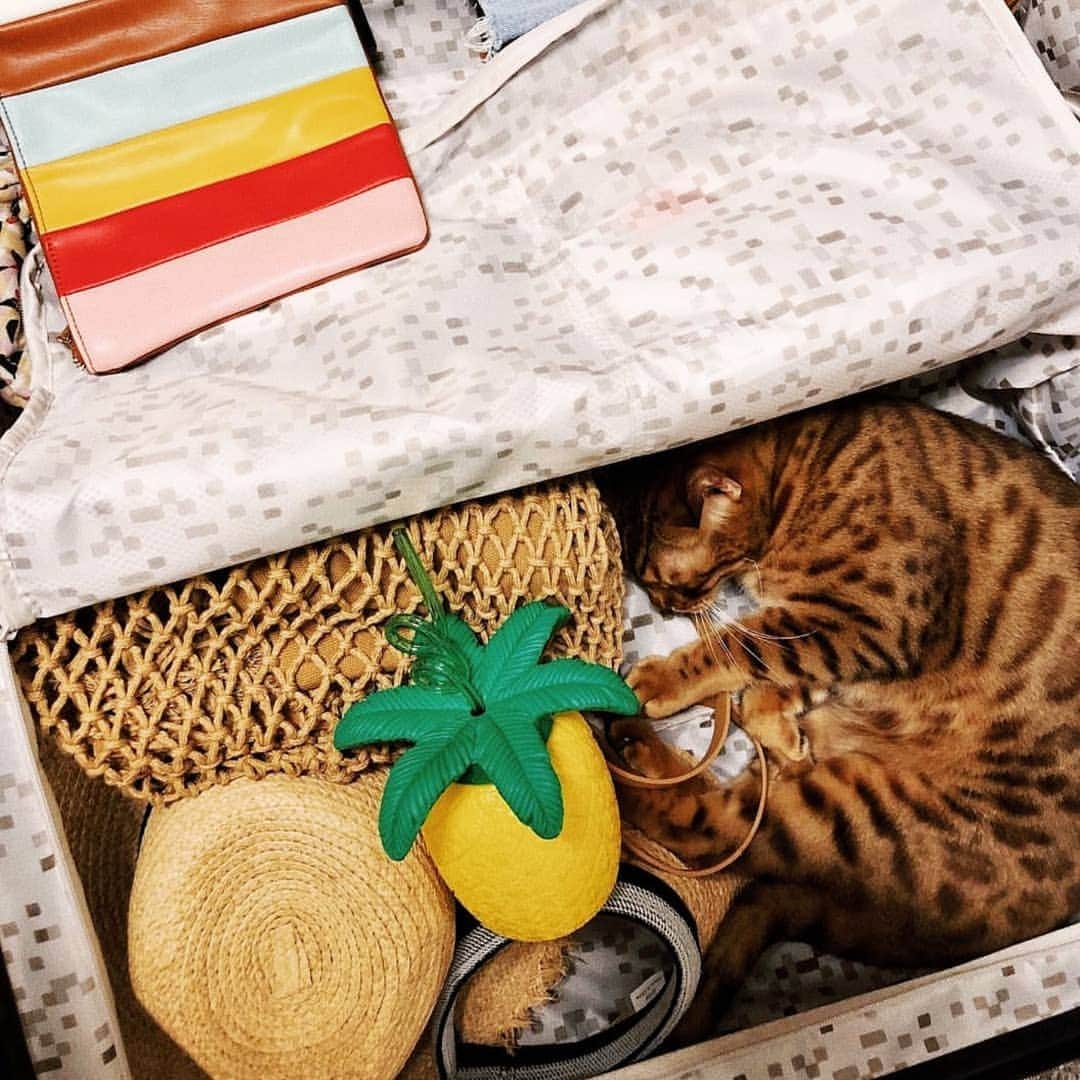 CatStockerさんのインスタグラム写真 - (CatStockerInstagram)「Hello! #catstocker is here!  Follow our FURRriend @bengalcaca  Scroll right for more pictures 👉 . . . . .  #cat #neko #mačka #chat #kočka #котка #kotek #kot #кіт #mače #кошка #кот #katze #gato #gatto #kissa #kattunge #猫 #고양이 #貓 #kedi #köttur #kissanpentu #חתול #кішка #kedicik #кошеня #gattino #子猫」5月22日 16時12分 - catstocker