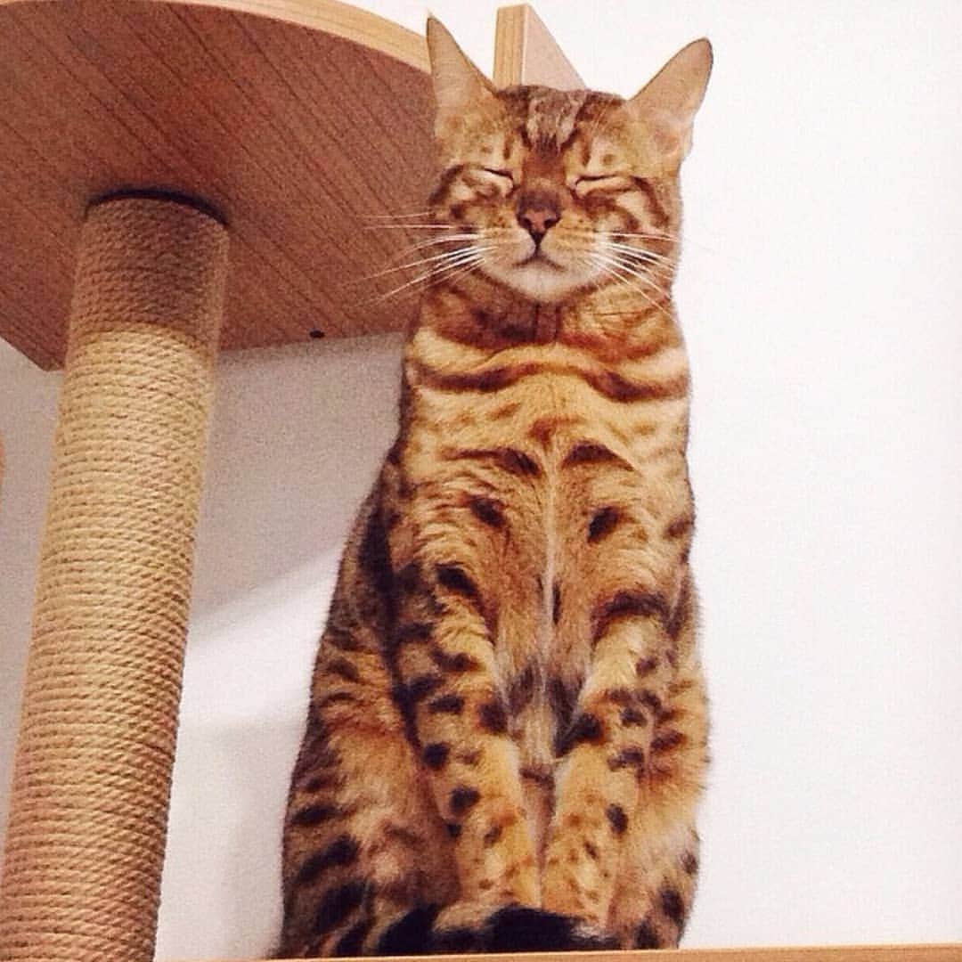 CatStockerさんのインスタグラム写真 - (CatStockerInstagram)「Hello! #catstocker is here!  Follow our FURRriend @bengalcaca  Scroll right for more pictures 👉 . . . . .  #cat #neko #mačka #chat #kočka #котка #kotek #kot #кіт #mače #кошка #кот #katze #gato #gatto #kissa #kattunge #猫 #고양이 #貓 #kedi #köttur #kissanpentu #חתול #кішка #kedicik #кошеня #gattino #子猫」5月22日 16時12分 - catstocker