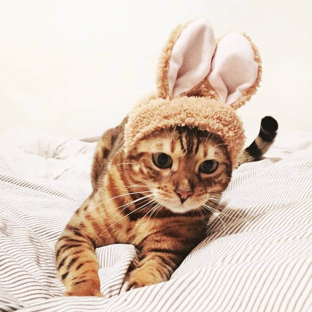 CatStockerのインスタグラム：「Hello! #catstocker is here!  Follow our FURRriend @bengalcaca  Scroll right for more pictures 👉 . . . . .  #cat #neko #mačka #chat #kočka #котка #kotek #kot #кіт #mače #кошка #кот #katze #gato #gatto #kissa #kattunge #猫 #고양이 #貓 #kedi #köttur #kissanpentu #חתול #кішка #kedicik #кошеня #gattino #子猫」