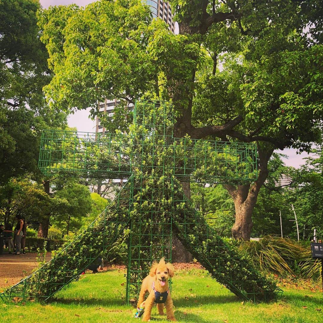 DJ JUICYのインスタグラム：「六本木の木の木🌳💚🌳💚🌳💚🐩 #ジューシーくん13歳 #ジューシー散歩 #港区dog #ミッドタウン #六本木#木#tree#green」