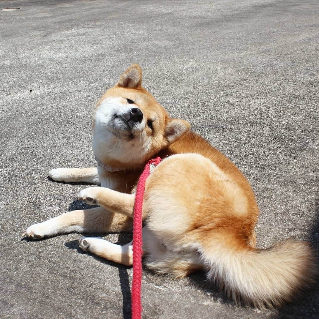 柴犬たま Shibainu Tamaさんのインスタグラム写真 - (柴犬たま Shibainu TamaInstagram)「気持ち良さそう😆👌 * Caption trans🇬🇧 Tama looks good😆👌 * #柴犬たま #たママ #一眼レフ #一眼レフカメラ #日向ぼっこ #日光浴 #カキカキ #気持ち良さそう #至福の顔 #舌ぺろ #柴犬 #shiba #shibainu #shibastagram #犬 #dog」5月22日 16時14分 - tama7653