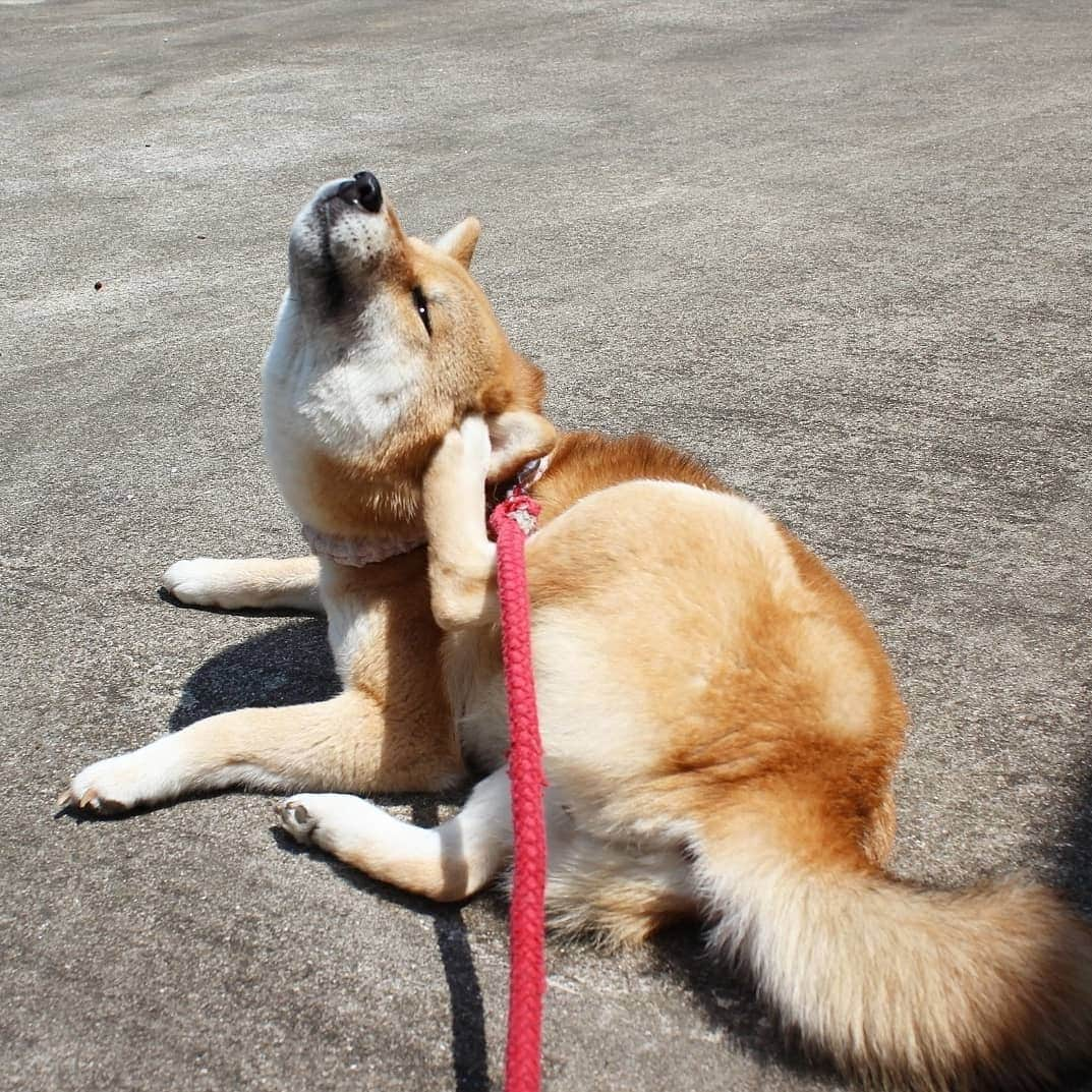 柴犬たま Shibainu Tamaさんのインスタグラム写真 - (柴犬たま Shibainu TamaInstagram)「気持ち良さそう😆👌 * Caption trans🇬🇧 Tama looks good😆👌 * #柴犬たま #たママ #一眼レフ #一眼レフカメラ #日向ぼっこ #日光浴 #カキカキ #気持ち良さそう #至福の顔 #舌ぺろ #柴犬 #shiba #shibainu #shibastagram #犬 #dog」5月22日 16時14分 - tama7653