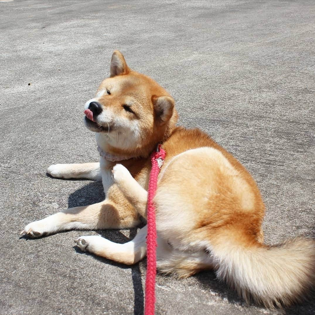 柴犬たま Shibainu Tamaさんのインスタグラム写真 - (柴犬たま Shibainu TamaInstagram)「気持ち良さそう😆👌 * Caption trans🇬🇧 Tama looks good😆👌 * #柴犬たま #たママ #一眼レフ #一眼レフカメラ #日向ぼっこ #日光浴 #カキカキ #気持ち良さそう #至福の顔 #舌ぺろ #柴犬 #shiba #shibainu #shibastagram #犬 #dog」5月22日 16時14分 - tama7653