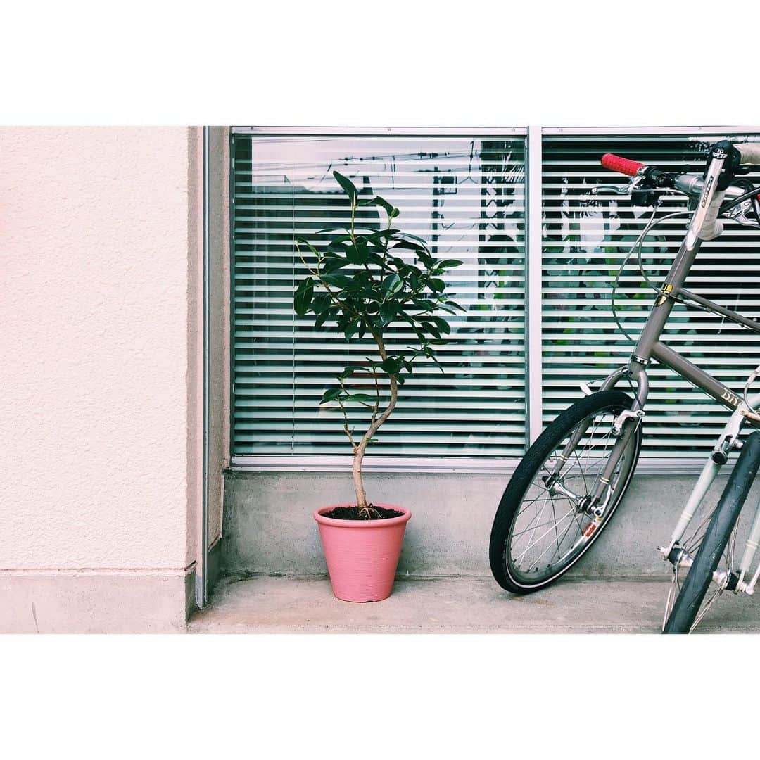 雪浦聖子さんのインスタグラム写真 - (雪浦聖子Instagram)「合同展の時屋上に出展してた植物屋さんで買ったゴムの木を入れる植木鉢、ずっと探してたのだけどピンとくるのがなくて、素焼きの普通の植木鉢にアトリエの壁ぬったペンキの残ってたの塗った。なんかドラえもんの空き地にありそうな仕上がり。なかなかお気に入り。」5月22日 16時21分 - sneeuw_y