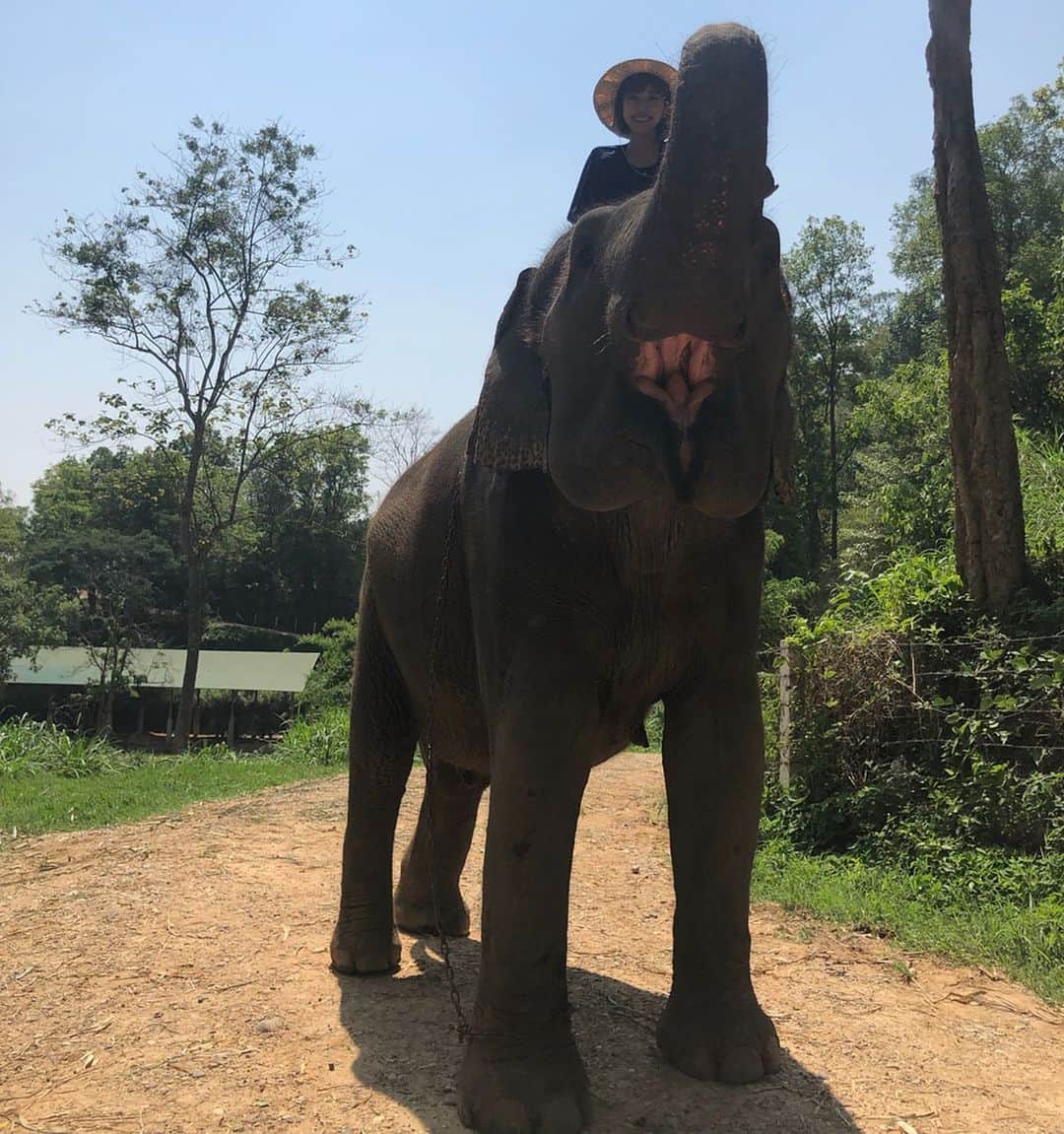 古賀あかねさんのインスタグラム写真 - (古賀あかねInstagram)「嘘のない、﻿ 素直な象の目がすき。﻿ ﻿ あと昔、肌が乾燥する時期に﻿ 古賀ちゃんって皮膚が象みたーい﻿ ってゆわれたことがある🐘﻿ ﻿ #maesaelephantcamp ﻿ #thailand ﻿ #elephant ﻿ #あかね旅グラム」5月22日 16時23分 - iam.akanetan