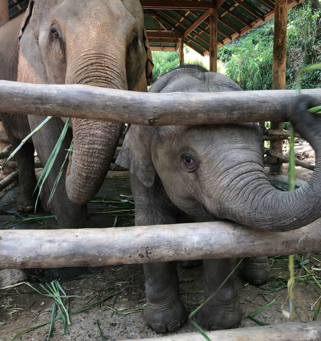 古賀あかねさんのインスタグラム写真 - (古賀あかねInstagram)「嘘のない、﻿ 素直な象の目がすき。﻿ ﻿ あと昔、肌が乾燥する時期に﻿ 古賀ちゃんって皮膚が象みたーい﻿ ってゆわれたことがある🐘﻿ ﻿ #maesaelephantcamp ﻿ #thailand ﻿ #elephant ﻿ #あかね旅グラム」5月22日 16時23分 - iam.akanetan
