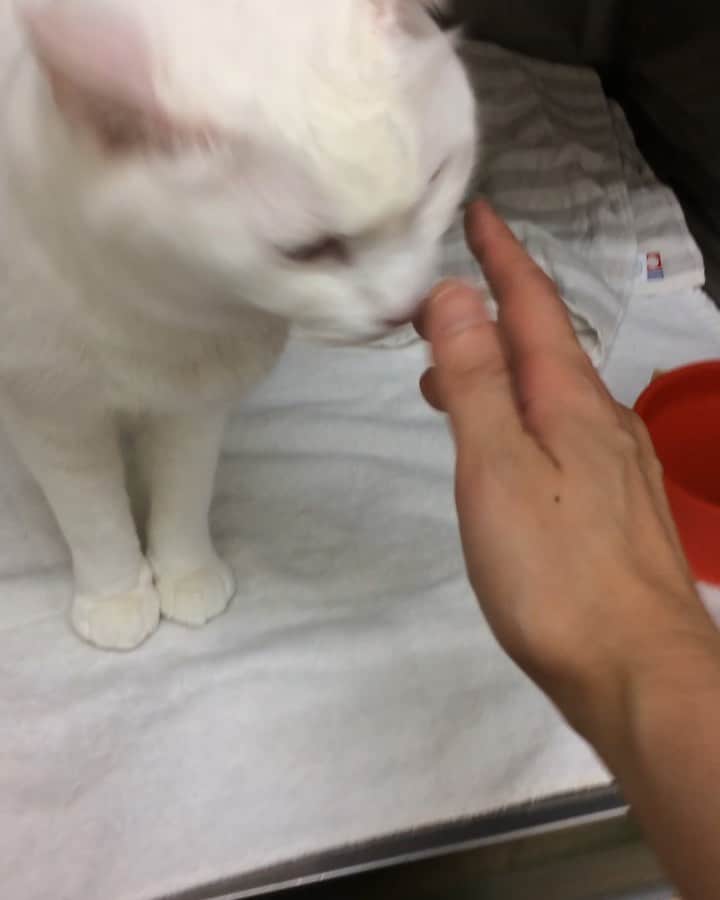 岡田屋鉄蔵のインスタグラム：「1日間違えてた。入院5日目だったね。そろそろ限界みたいです、盛大にスリスリで迎えられました〜」