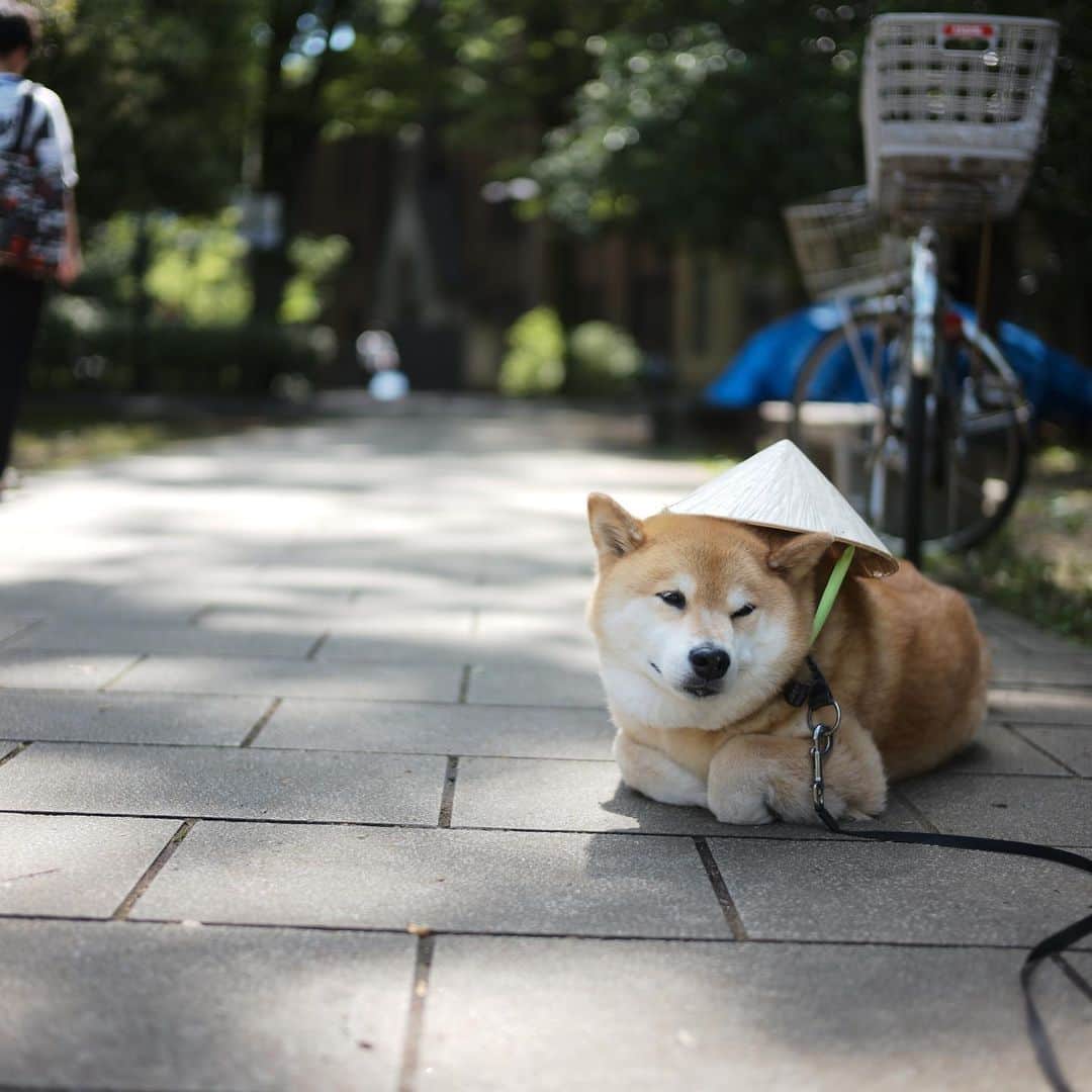 まる（まるたろう）さんのインスタグラム写真 - (まる（まるたろう）Instagram)「明日のバゲット🥖にまるが生出演するからチェケラッチョだよ〜 #まるがパンに似てるからじゃないか🤔 #とか #デケェからじゃないか🤔 #とか #いらないから #そんなんじゃない #根津にイケテル柴犬がいるっていう噂が #日テレに届いたってこと #やっと気づいたみたいだな #時代がまるに追いついてきた #根津を代表して行ってくるね #生放送 #23日10時25分から #ノンラーまるちゃん #ヘビーユーザー #vietnam」5月22日 16時32分 - marutaro