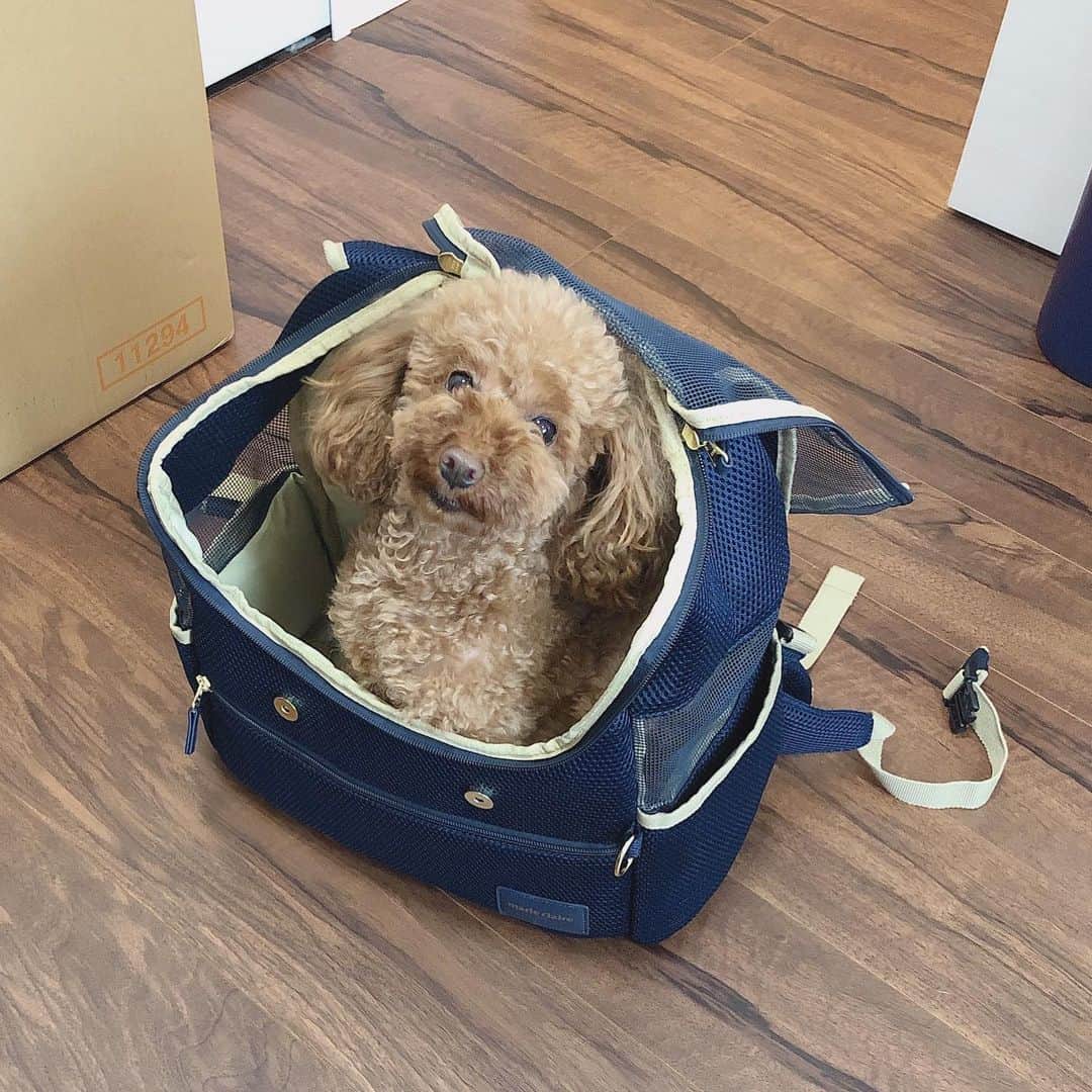 飛鳥りんのインスタグラム：「ミニーとお出かけ🐩💓 新しいかばんお気に入りだそうです🥳  #愛犬 #トイプードル」