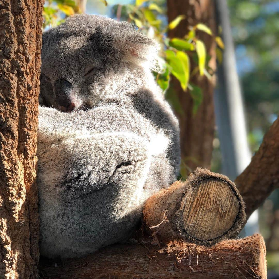 かねこさんのインスタグラム写真 - (かねこInstagram)「きまぐれにオーストラリア🇦🇺 なんで普通に店内に七面鳥いるの笑  #きまぐれクック  #タロンガ動物園」5月22日 16時46分 - kimagure.cook