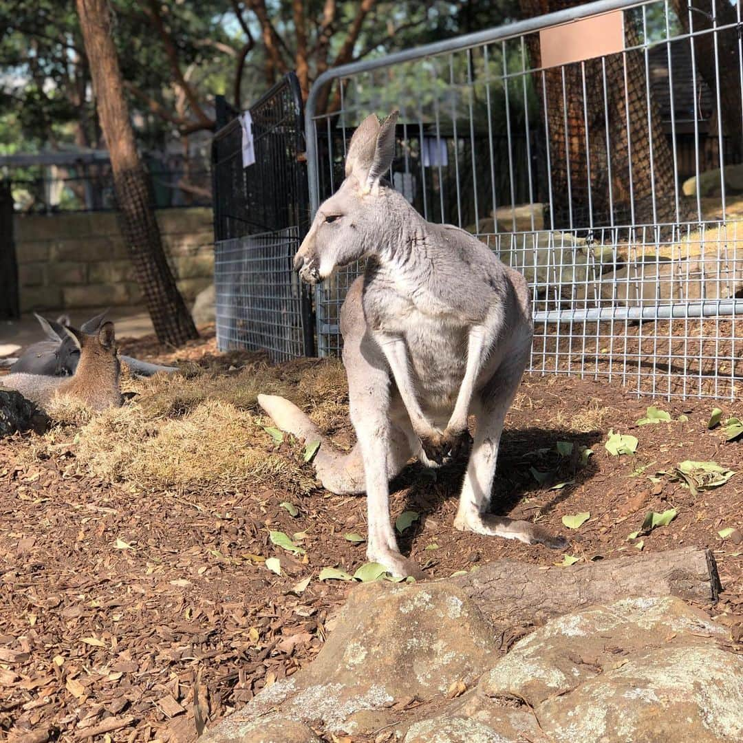 かねこさんのインスタグラム写真 - (かねこInstagram)「きまぐれにオーストラリア🇦🇺 なんで普通に店内に七面鳥いるの笑  #きまぐれクック  #タロンガ動物園」5月22日 16時46分 - kimagure.cook