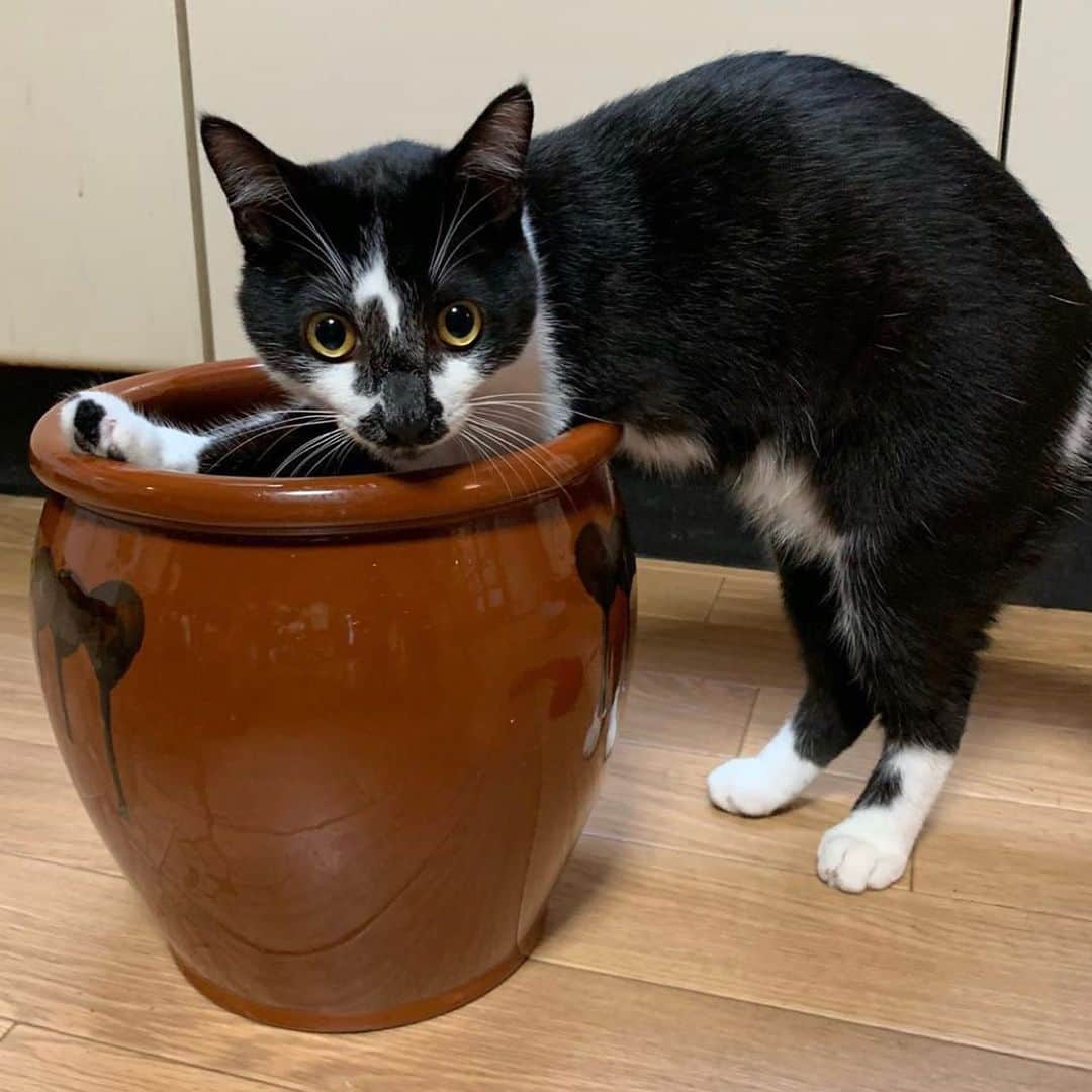 PECOねこ部さんのインスタグラム写真 - (PECOねこ部Instagram)「. 「この壺は僕のものニャ✨」 #猫鍋ならぬ #猫壺🏺 #魅力的な場所を見つけた #ノア君💕 #今年の梅干しは #ノア君お手製になるらしい😁✨ #regram：@ayumioyabun  素敵な写真を投稿してくださったのは…﻿ @ayumioyabun  さん﻿ 他にも素敵なお写真がたくさんあるので、ぜひ遊びに行ってみてください♪﻿ ﻿ #ペコねこ部 をつけて投稿すると…﻿ PECOで楽しくご紹介させていただきます💕」5月22日 17時07分 - pecocats