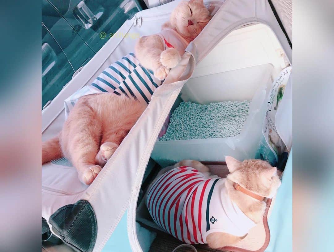 じゅらさんのインスタグラム写真 - (じゅらInstagram)「✩ ぬいぐるみ🧸in the car🚙 Stuffed toy in a car🚙💕🧸 ハンモックでだらだらしたり膝に乗ってきたり🥺💕🐾JuRaru ride a hammock in my car and sit on my knees😽☀️ ・ Ameba▶️https://ameblo.jp/archange-juraru YouTube▶️_archange_jura_ Twitter▶️ @jura_archange_ ・ #cats_of_instagram#instagood#catloversclub#petstagram#cutecatclub#ScottishFold#britishshorthair#catstagram#catoftheday#catsofinstagram#catsofworld#a_world_of_cats#instacats#cuteanimals#topcatphoto#instacat_meows#고양이#adorable#lioncat#猫#スコティッシュフォールド#ブリティッシュショートヘア#旅猫#にゃんすたぐらむ#bff#bestbrother#catcar#catincar#sleeping#車」5月22日 17時02分 - _archange_