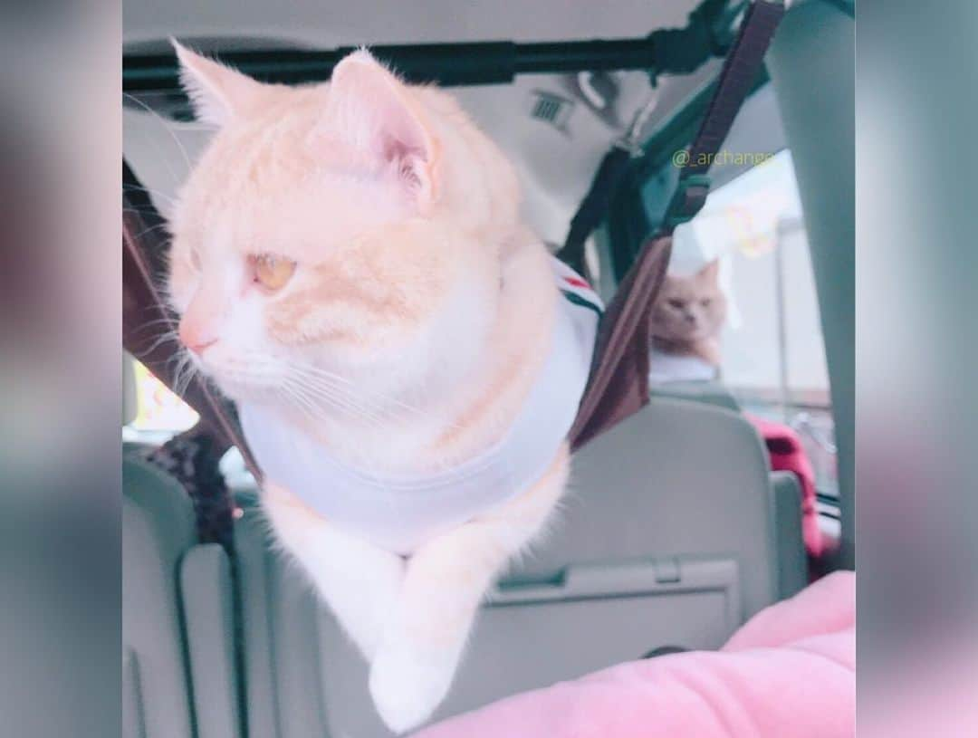 じゅらさんのインスタグラム写真 - (じゅらInstagram)「✩ ぬいぐるみ🧸in the car🚙 Stuffed toy in a car🚙💕🧸 ハンモックでだらだらしたり膝に乗ってきたり🥺💕🐾JuRaru ride a hammock in my car and sit on my knees😽☀️ ・ Ameba▶️https://ameblo.jp/archange-juraru YouTube▶️_archange_jura_ Twitter▶️ @jura_archange_ ・ #cats_of_instagram#instagood#catloversclub#petstagram#cutecatclub#ScottishFold#britishshorthair#catstagram#catoftheday#catsofinstagram#catsofworld#a_world_of_cats#instacats#cuteanimals#topcatphoto#instacat_meows#고양이#adorable#lioncat#猫#スコティッシュフォールド#ブリティッシュショートヘア#旅猫#にゃんすたぐらむ#bff#bestbrother#catcar#catincar#sleeping#車」5月22日 17時02分 - _archange_