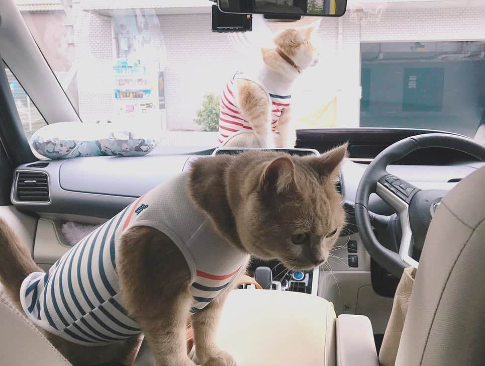 じゅらさんのインスタグラム写真 - (じゅらInstagram)「✩ ぬいぐるみ🧸in the car🚙 Stuffed toy in a car🚙💕🧸 ハンモックでだらだらしたり膝に乗ってきたり🥺💕🐾JuRaru ride a hammock in my car and sit on my knees😽☀️ ・ Ameba▶️https://ameblo.jp/archange-juraru YouTube▶️_archange_jura_ Twitter▶️ @jura_archange_ ・ #cats_of_instagram#instagood#catloversclub#petstagram#cutecatclub#ScottishFold#britishshorthair#catstagram#catoftheday#catsofinstagram#catsofworld#a_world_of_cats#instacats#cuteanimals#topcatphoto#instacat_meows#고양이#adorable#lioncat#猫#スコティッシュフォールド#ブリティッシュショートヘア#旅猫#にゃんすたぐらむ#bff#bestbrother#catcar#catincar#sleeping#車」5月22日 17時02分 - _archange_