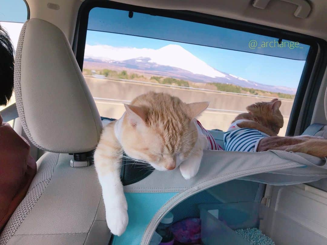 じゅらさんのインスタグラム写真 - (じゅらInstagram)「✩ ぬいぐるみ🧸in the car🚙 Stuffed toy in a car🚙💕🧸 ハンモックでだらだらしたり膝に乗ってきたり🥺💕🐾JuRaru ride a hammock in my car and sit on my knees😽☀️ ・ Ameba▶️https://ameblo.jp/archange-juraru YouTube▶️_archange_jura_ Twitter▶️ @jura_archange_ ・ #cats_of_instagram#instagood#catloversclub#petstagram#cutecatclub#ScottishFold#britishshorthair#catstagram#catoftheday#catsofinstagram#catsofworld#a_world_of_cats#instacats#cuteanimals#topcatphoto#instacat_meows#고양이#adorable#lioncat#猫#スコティッシュフォールド#ブリティッシュショートヘア#旅猫#にゃんすたぐらむ#bff#bestbrother#catcar#catincar#sleeping#車」5月22日 17時02分 - _archange_