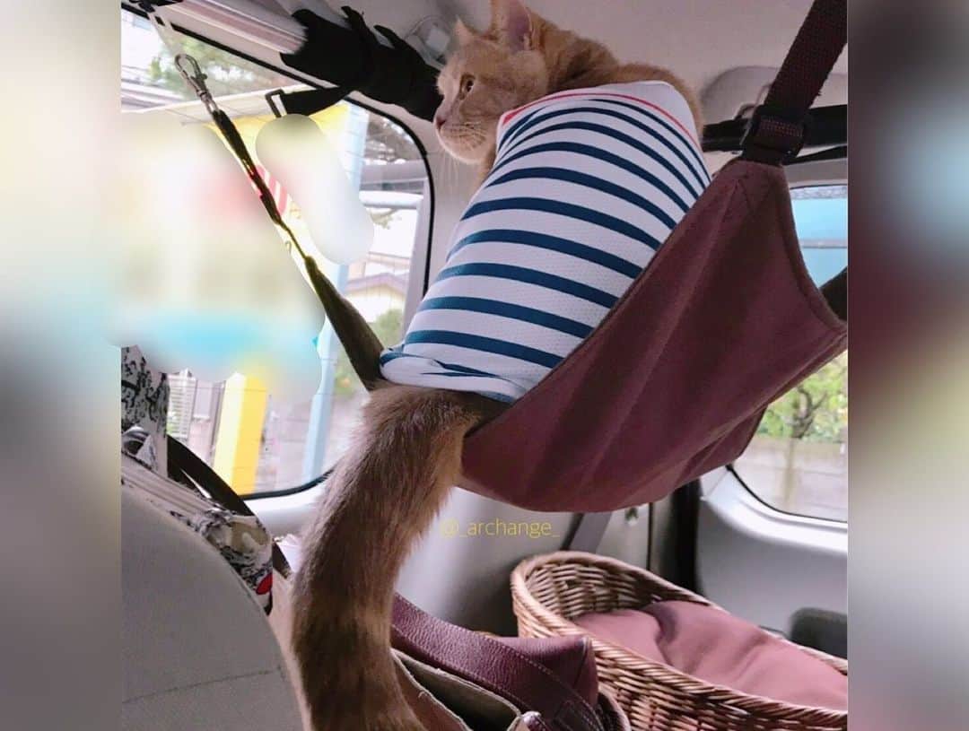 じゅらさんのインスタグラム写真 - (じゅらInstagram)「✩ ぬいぐるみ🧸in the car🚙 Stuffed toy in a car🚙💕🧸 ハンモックでだらだらしたり膝に乗ってきたり🥺💕🐾JuRaru ride a hammock in my car and sit on my knees😽☀️ ・ Ameba▶️https://ameblo.jp/archange-juraru YouTube▶️_archange_jura_ Twitter▶️ @jura_archange_ ・ #cats_of_instagram#instagood#catloversclub#petstagram#cutecatclub#ScottishFold#britishshorthair#catstagram#catoftheday#catsofinstagram#catsofworld#a_world_of_cats#instacats#cuteanimals#topcatphoto#instacat_meows#고양이#adorable#lioncat#猫#スコティッシュフォールド#ブリティッシュショートヘア#旅猫#にゃんすたぐらむ#bff#bestbrother#catcar#catincar#sleeping#車」5月22日 17時02分 - _archange_